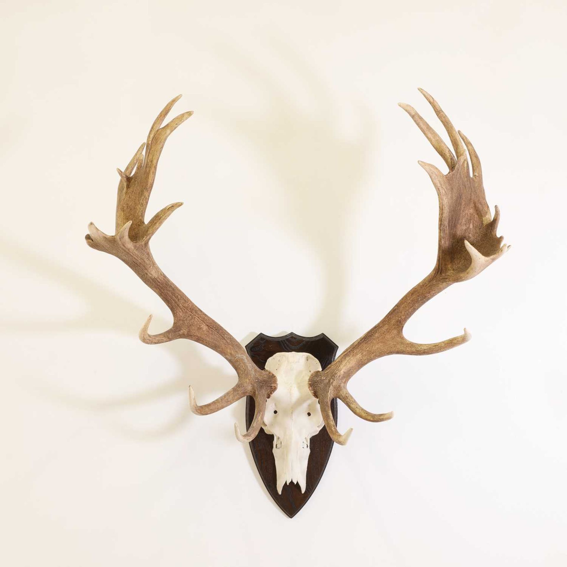 Taxidermy: Two sets of red deer antlers - Image 4 of 5