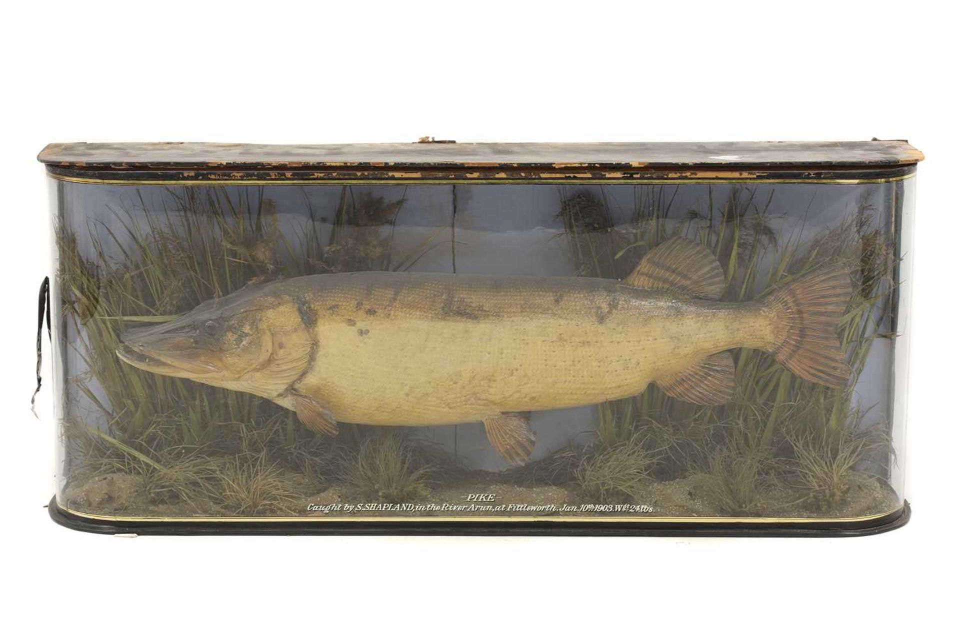 Taxidermy: A large pike