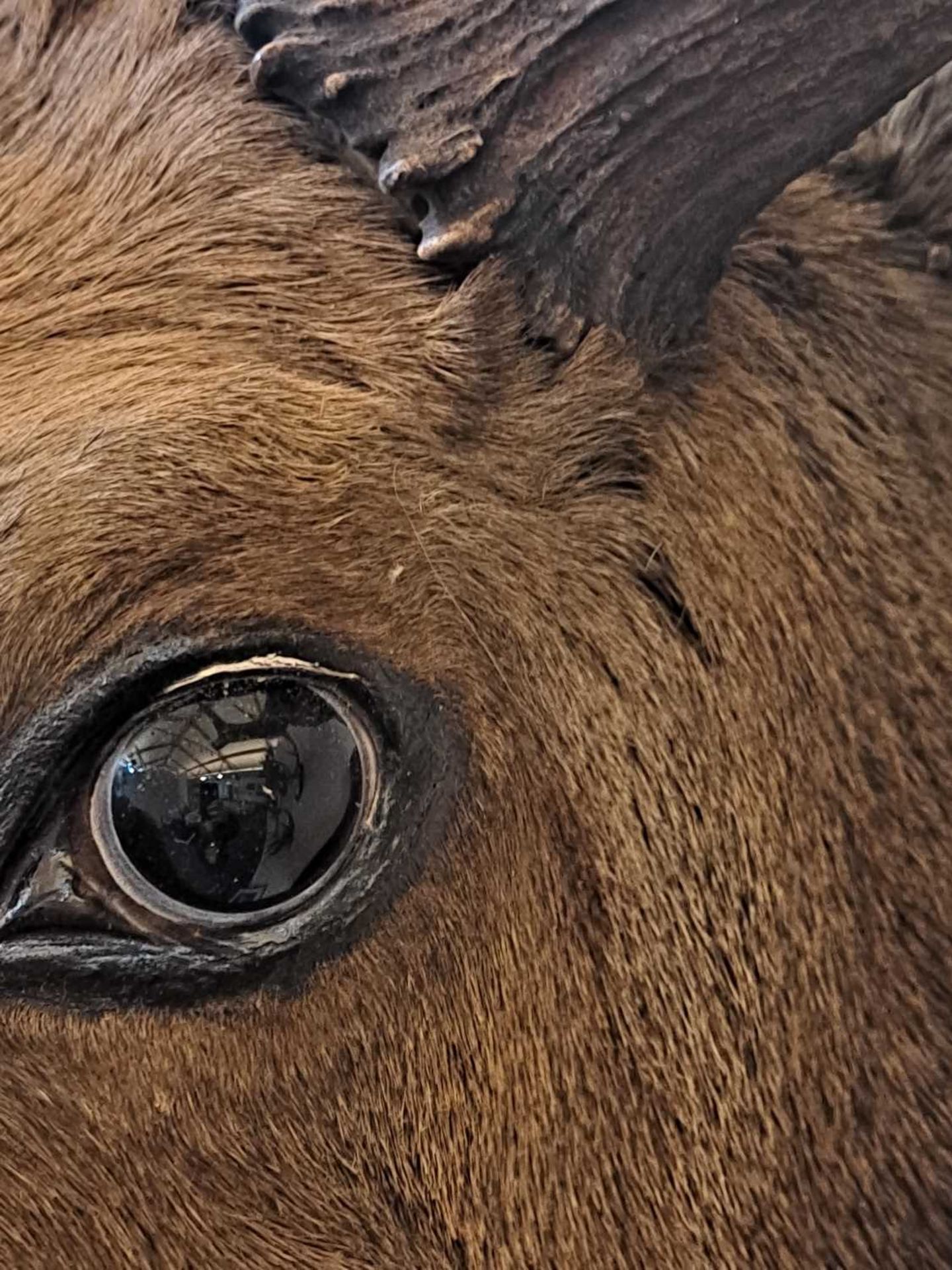 Taxidermy: Canadian moose - Bild 15 aus 23