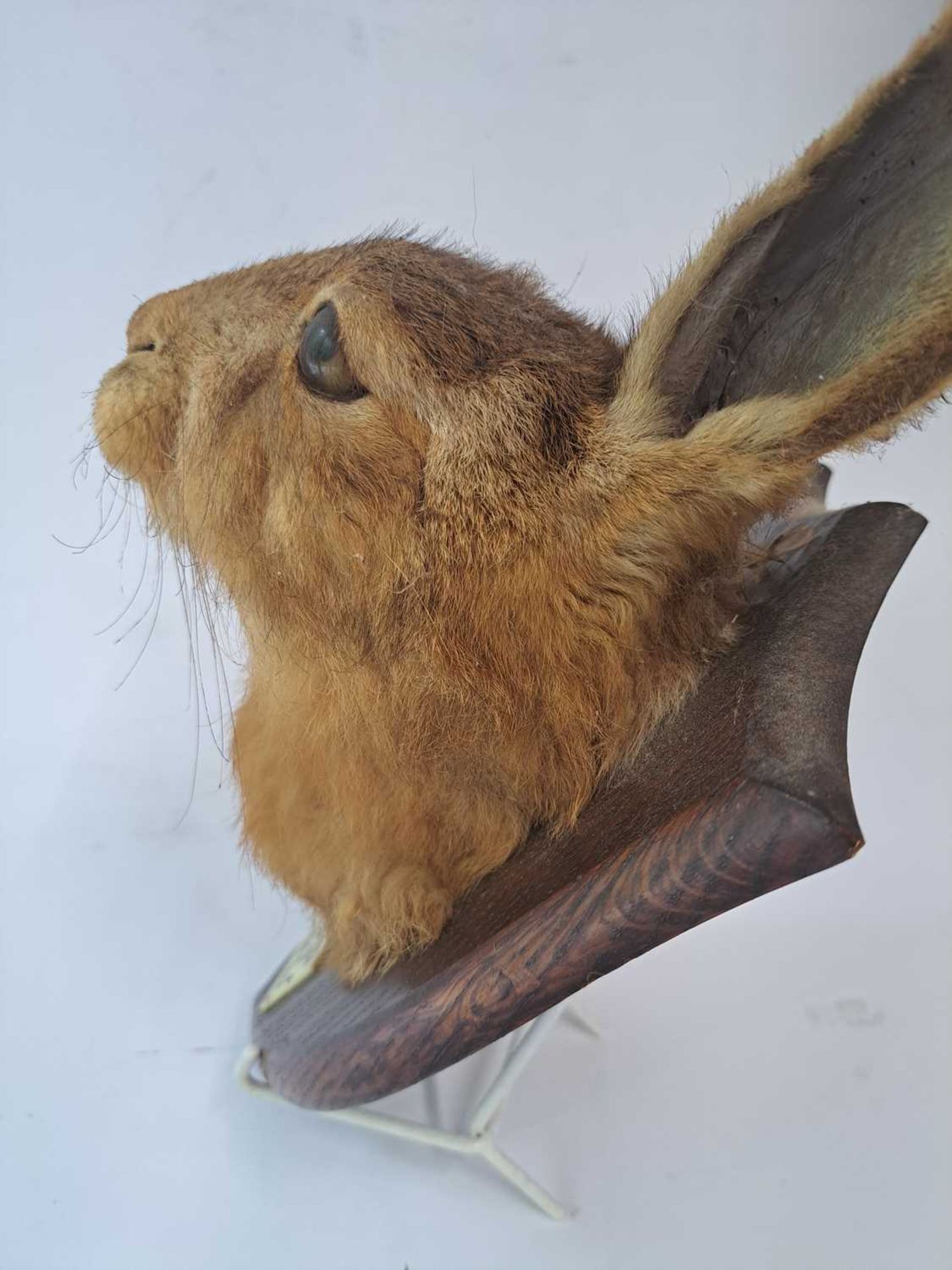 Taxidermy: A brown hare - Bild 9 aus 15