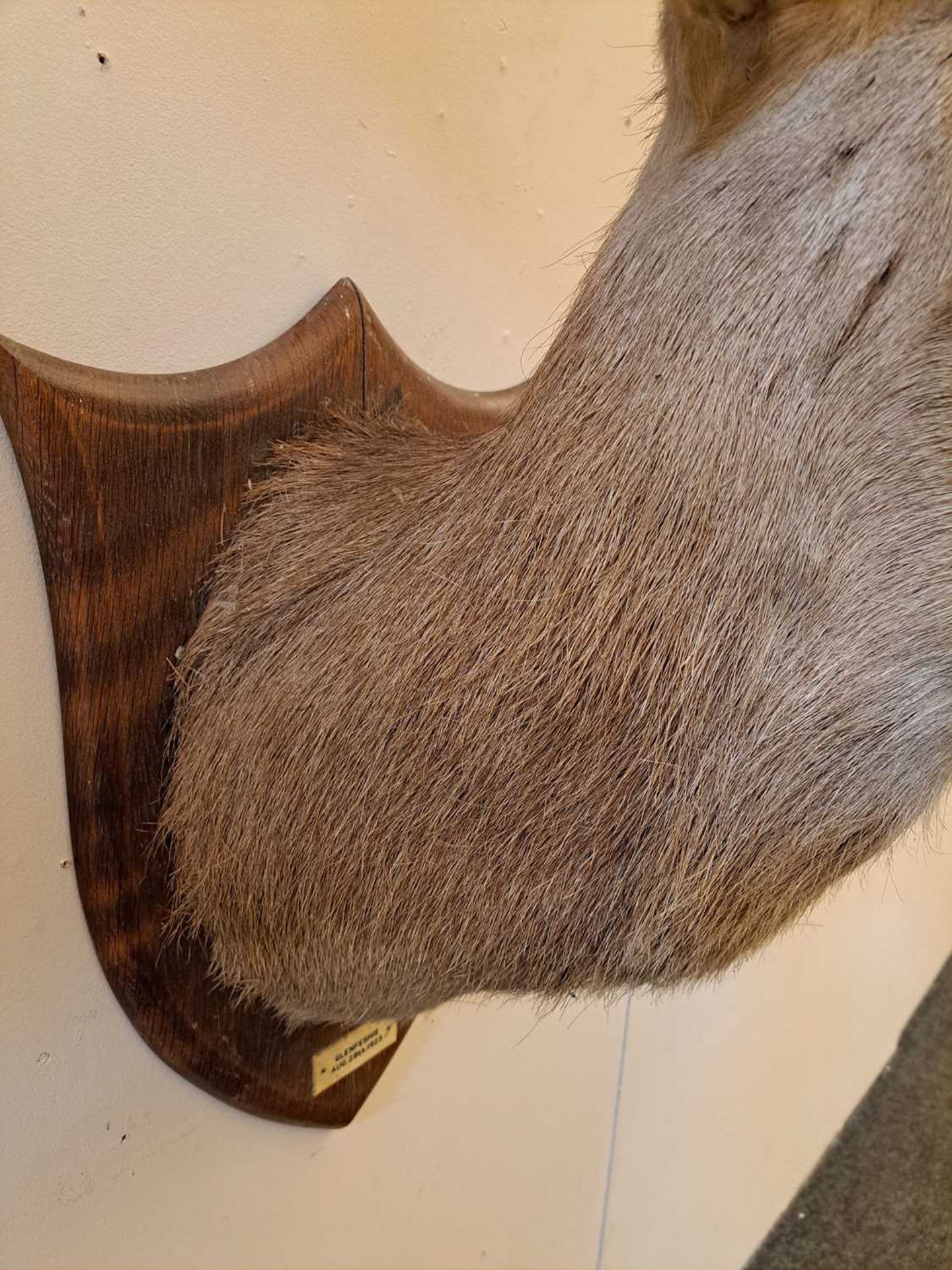 Taxidermy: Two red deer neck mounts on oak shields - Image 21 of 25