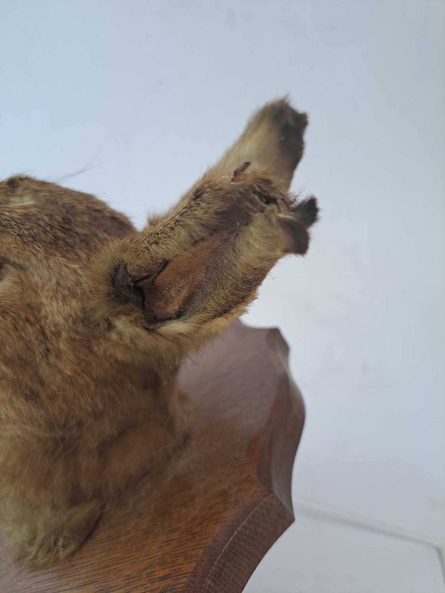 Taxidermy: A brown hare - Bild 15 aus 15