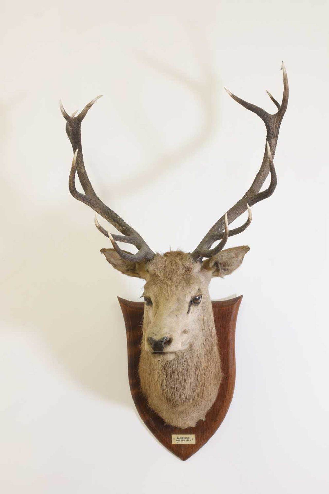 Taxidermy: Two red deer neck mounts on oak shields - Image 4 of 25