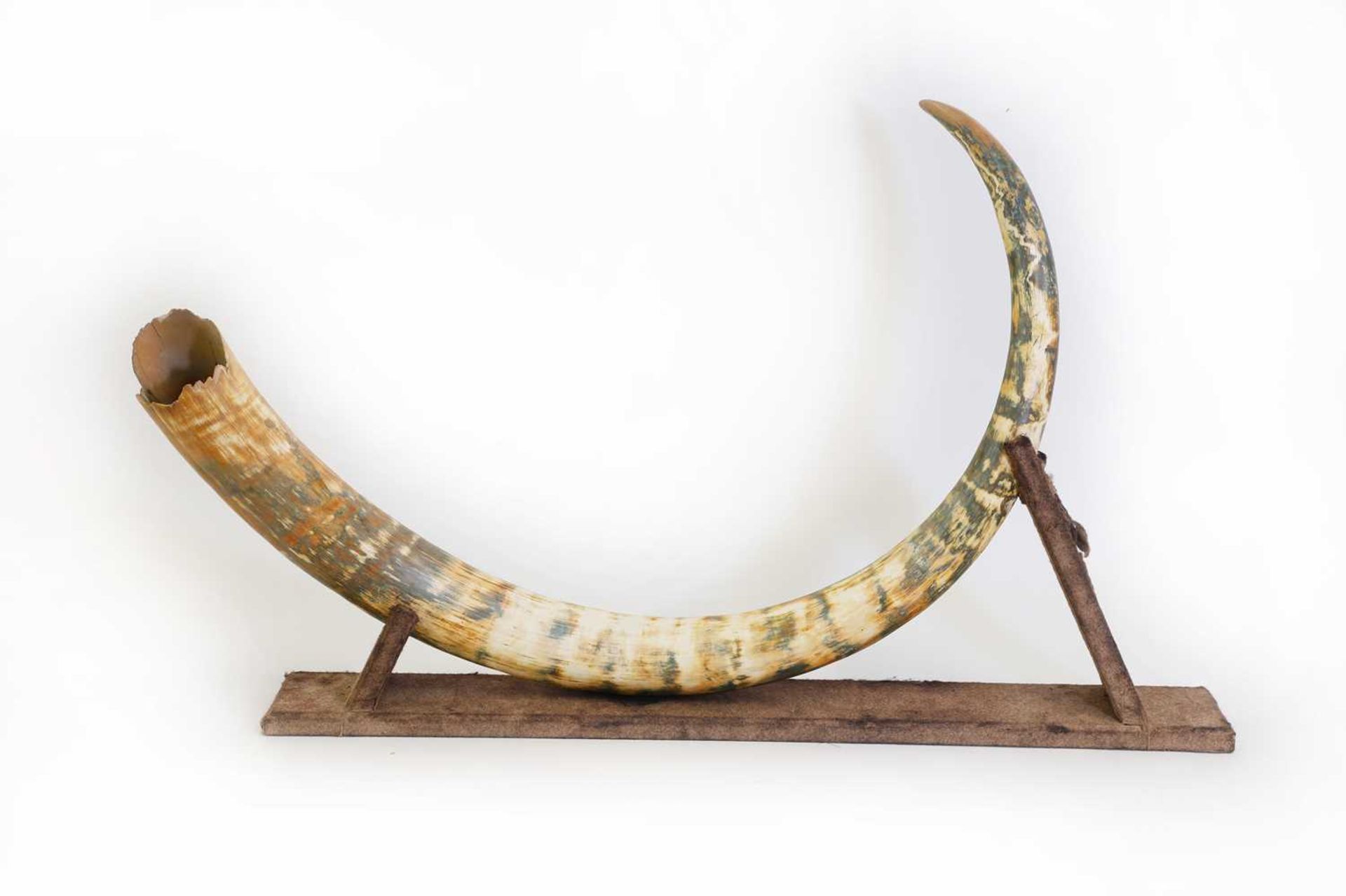 A large curved woolly mammoth’s tusk - Bild 4 aus 7