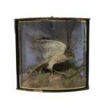 Taxidermy: A Victorian sparrowhawk