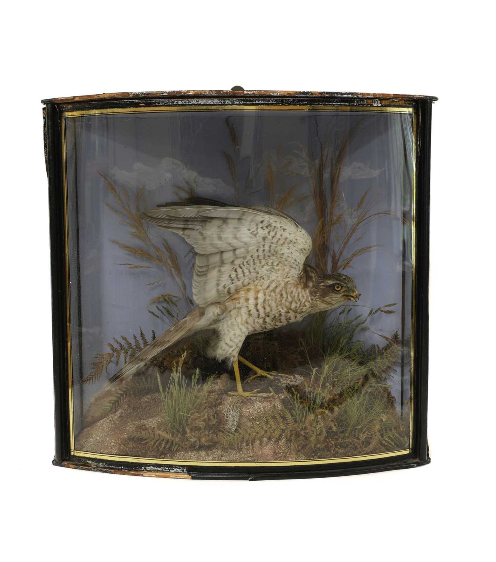 Taxidermy: A Victorian sparrowhawk