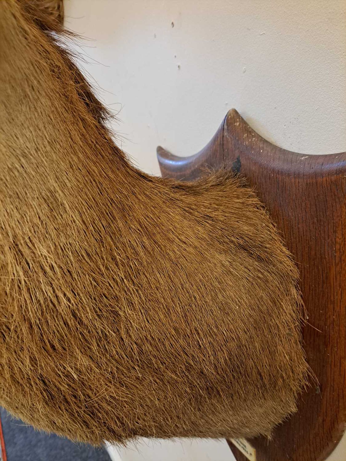 Taxidermy: Two red deer neck mounts on oak shields - Image 22 of 25