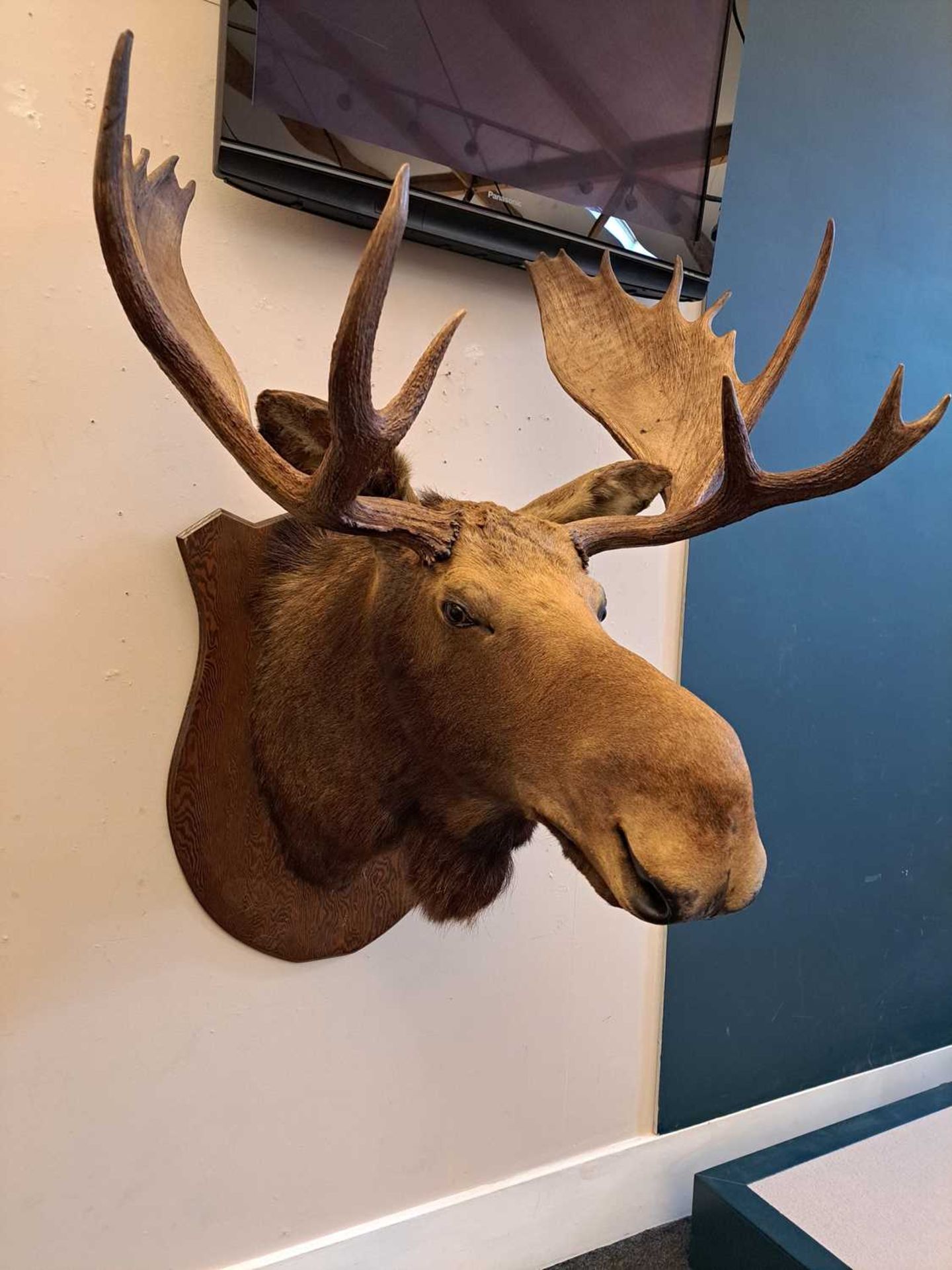 Taxidermy: Canadian moose - Image 9 of 23