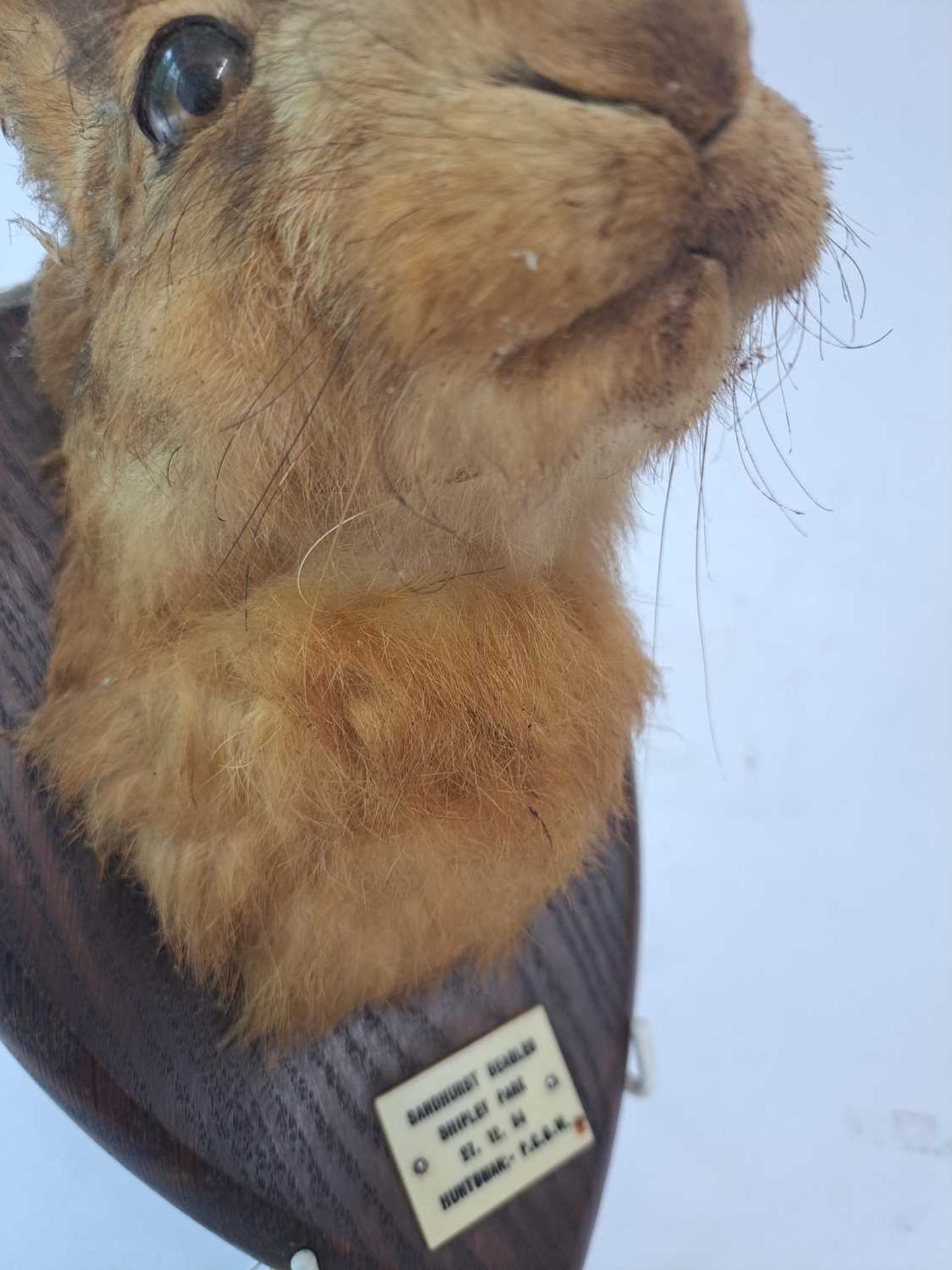 Taxidermy: A brown hare - Bild 10 aus 15