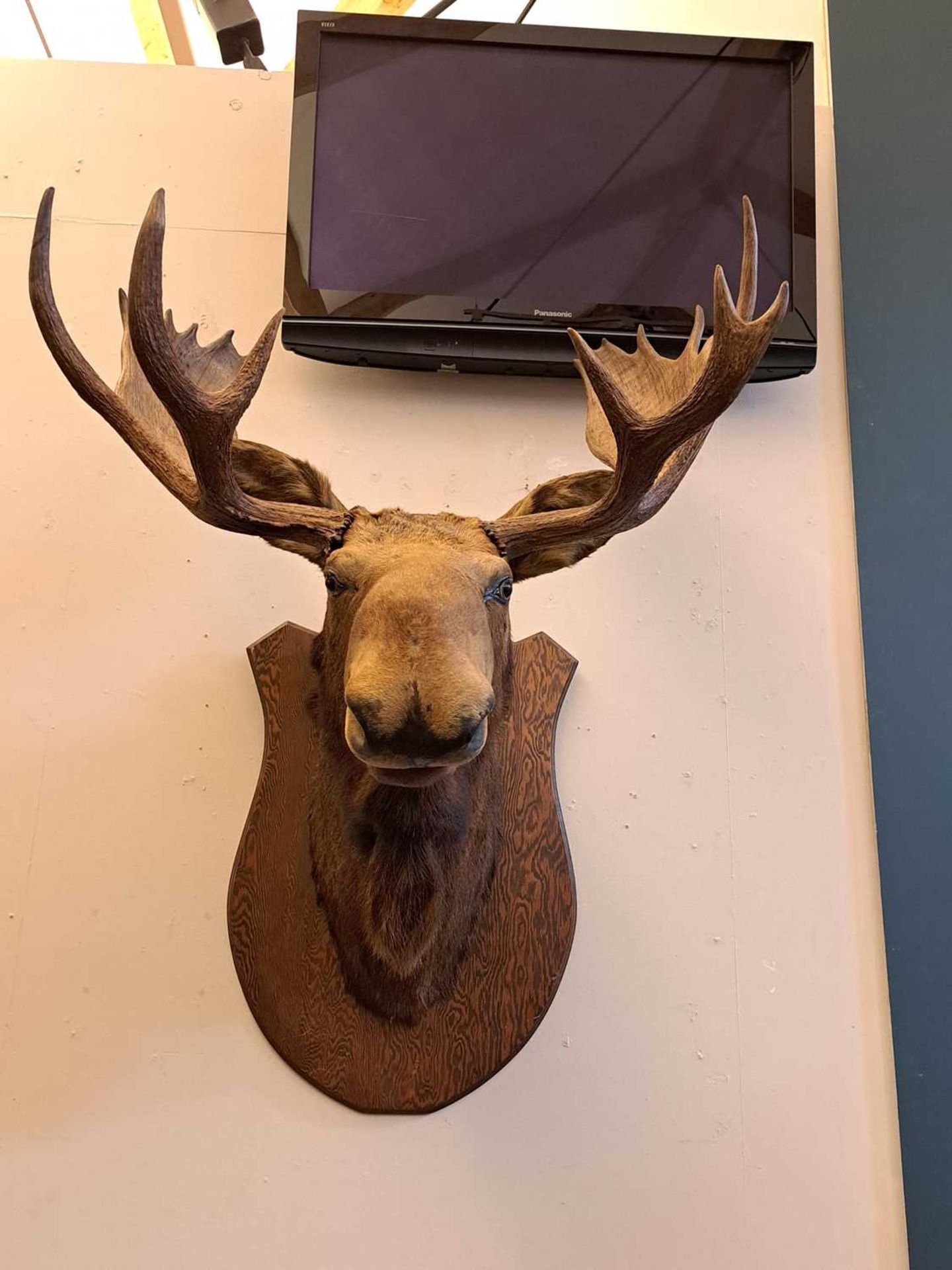 Taxidermy: Canadian moose - Image 14 of 23