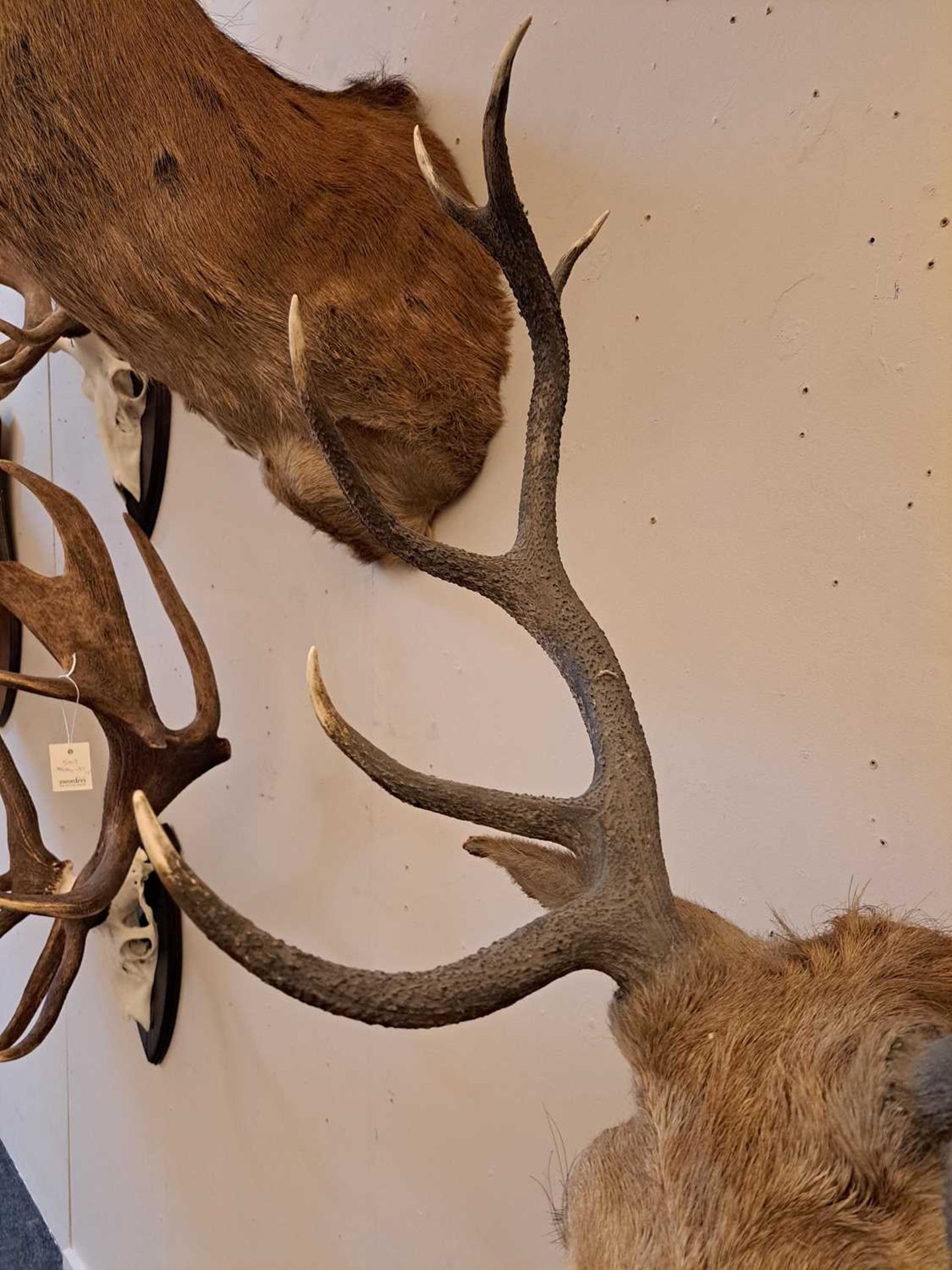 Taxidermy: Two red deer neck mounts on oak shields - Image 8 of 25