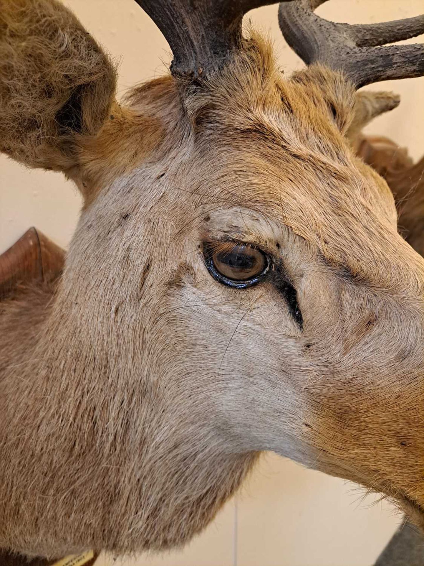 Taxidermy: Two red deer neck mounts on oak shields - Bild 20 aus 25