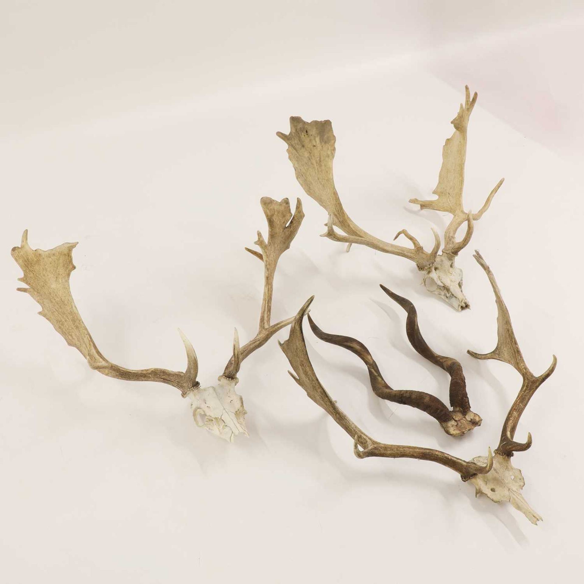 Three sets of skull-mounted fallow deer antlers - Bild 2 aus 2