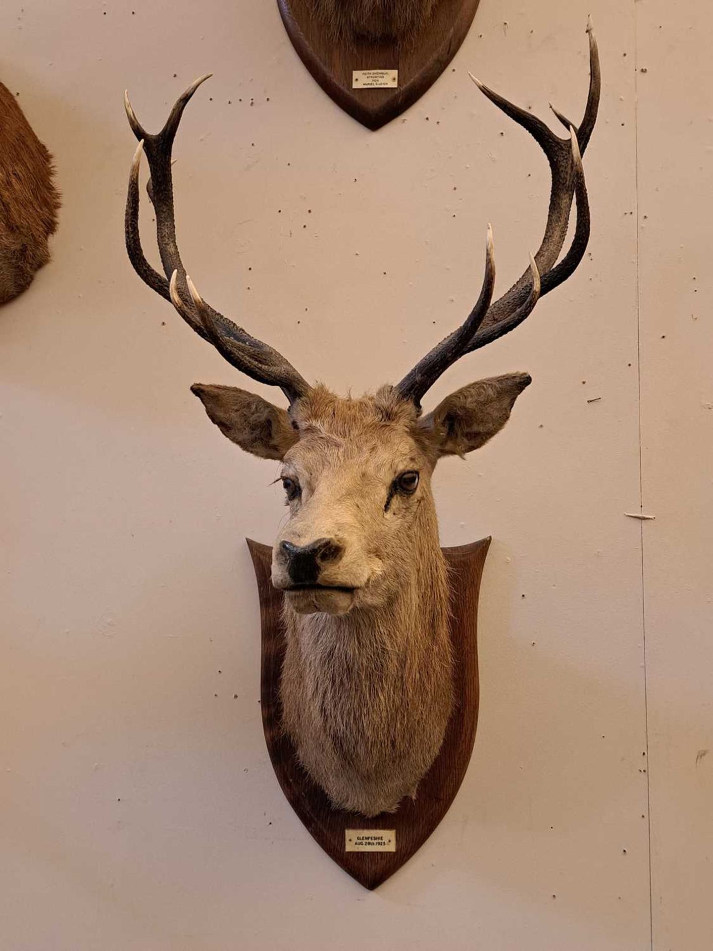 Taxidermy: Two red deer neck mounts on oak shields - Image 6 of 25