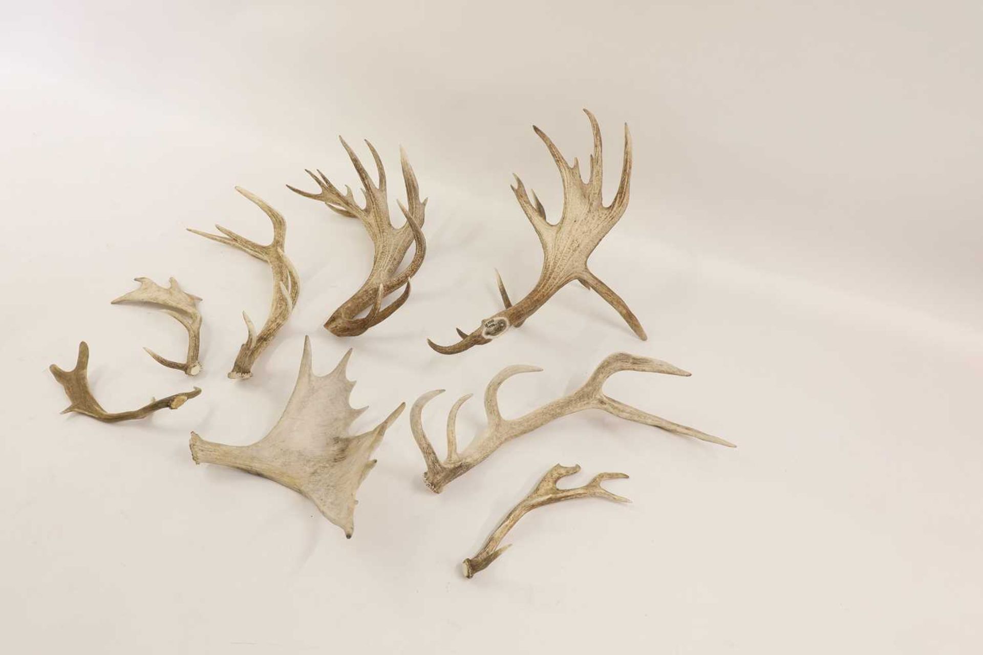 A collection of loose red deer, fallow deer and elk antlers - Bild 2 aus 2