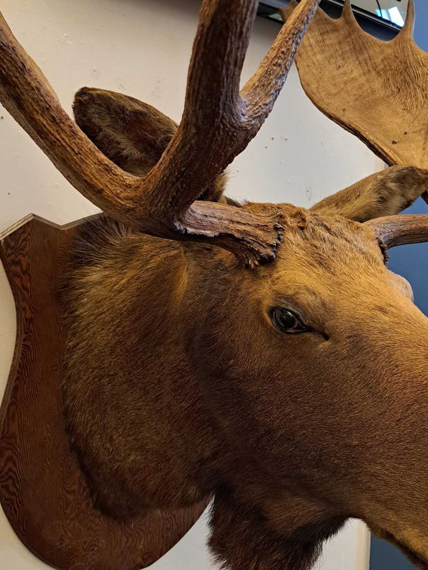 Taxidermy: Canadian moose - Image 3 of 23