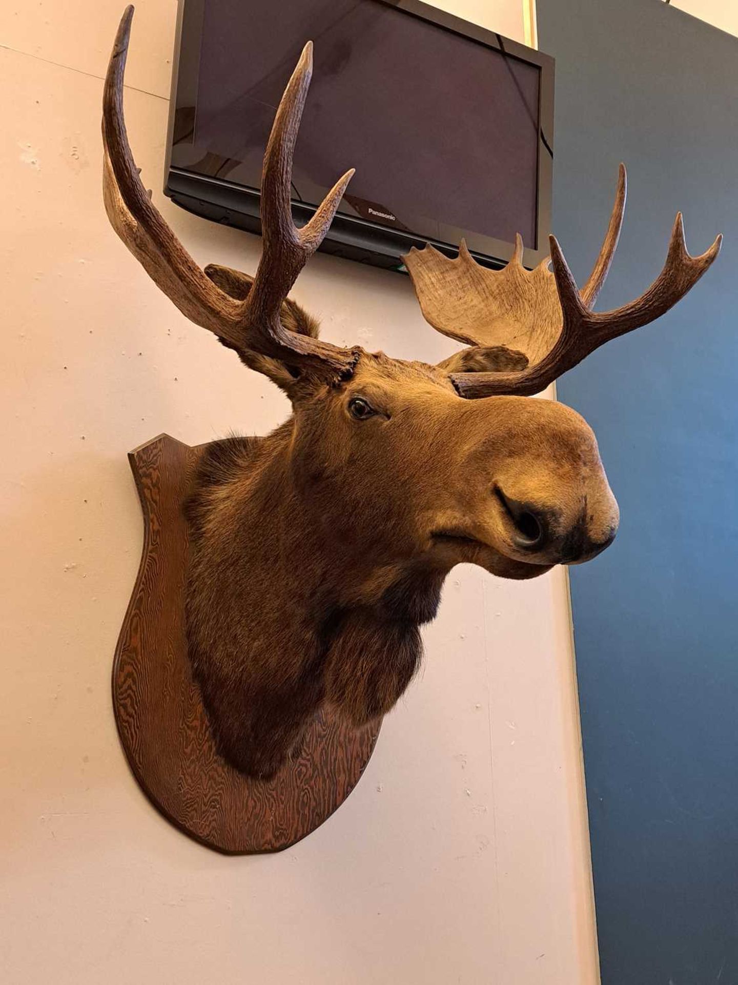 Taxidermy: Canadian moose - Image 8 of 23