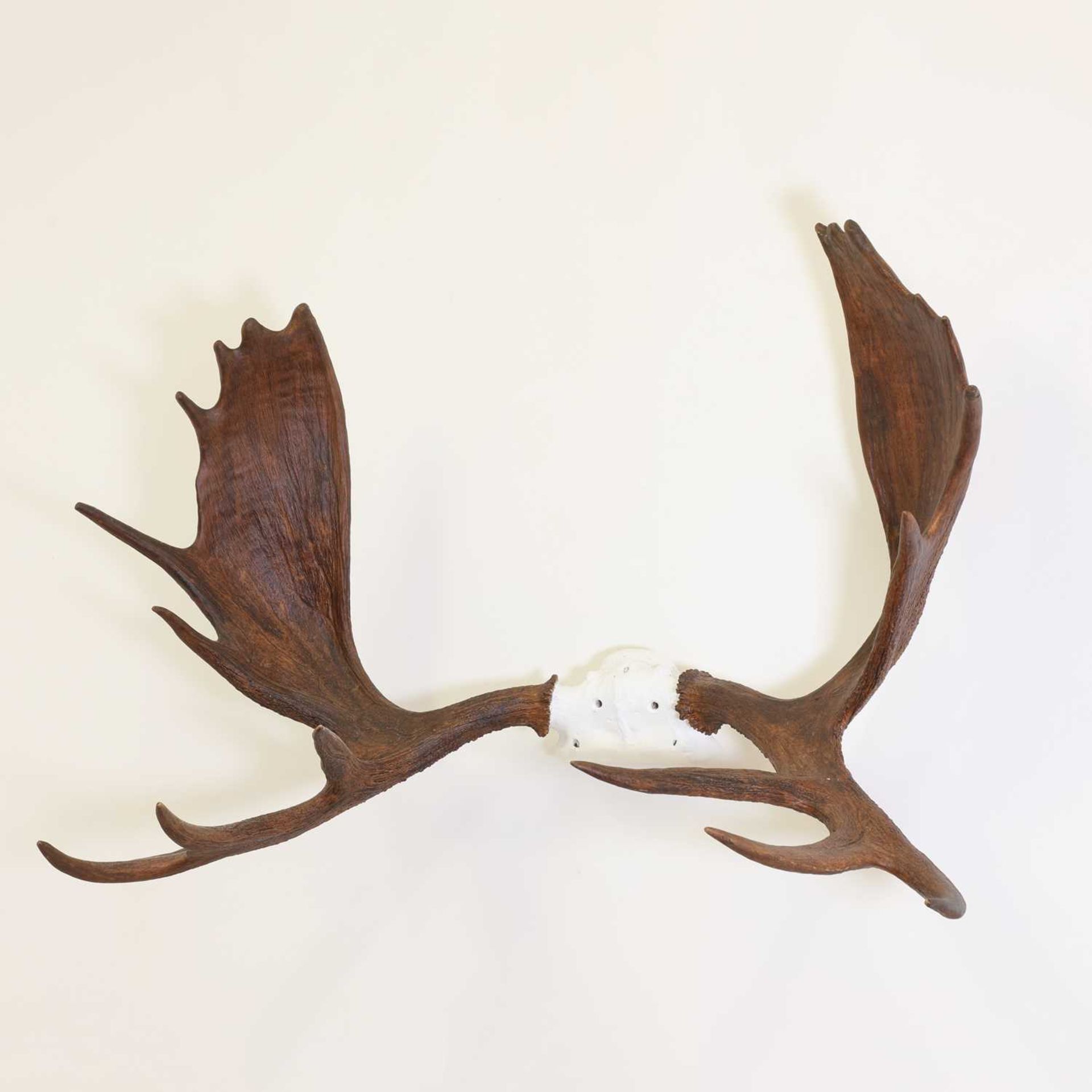 Taxidermy: Canadian moose - Bild 2 aus 2