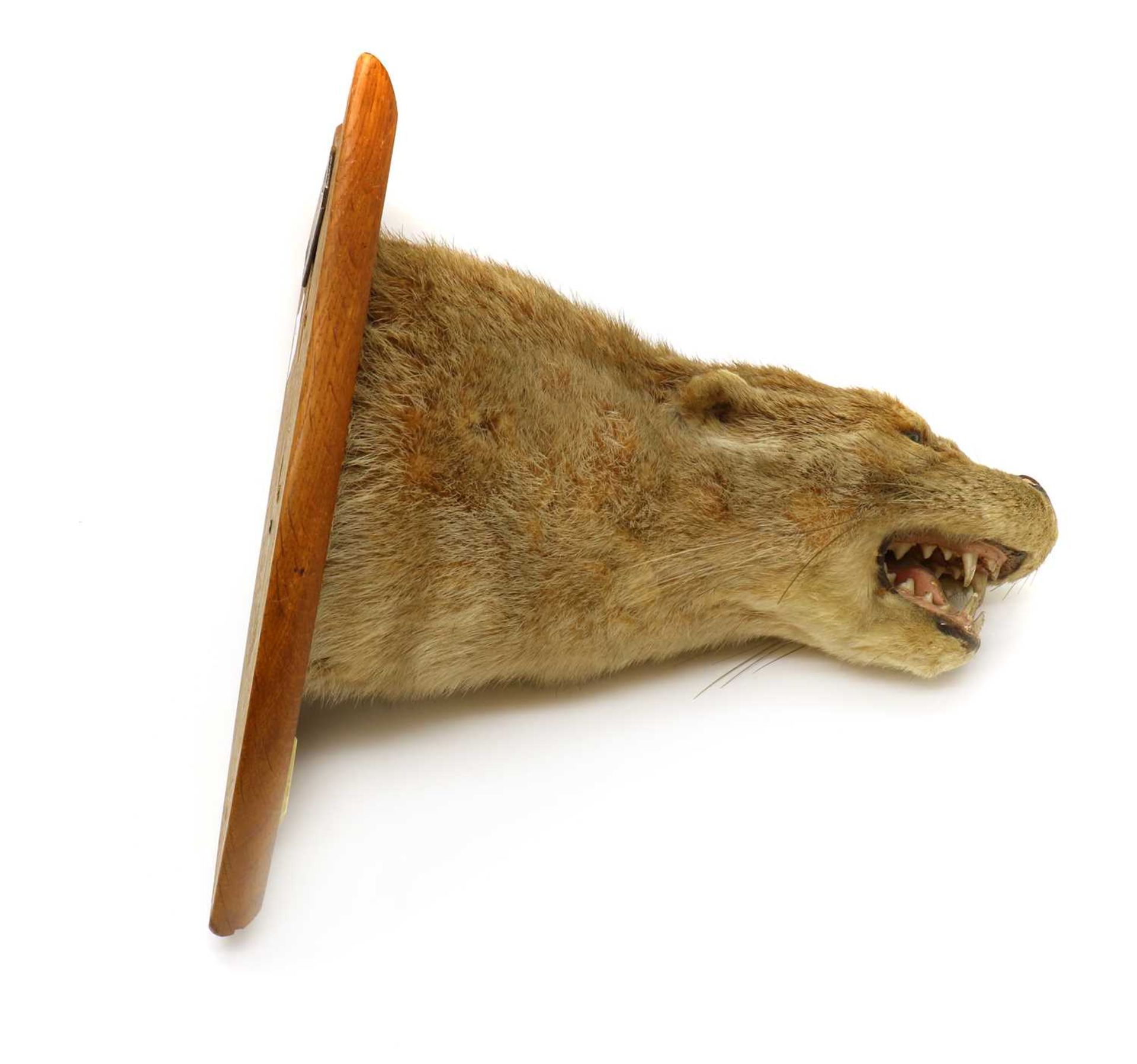 Taxidermy: Eurasian otter - Bild 2 aus 3