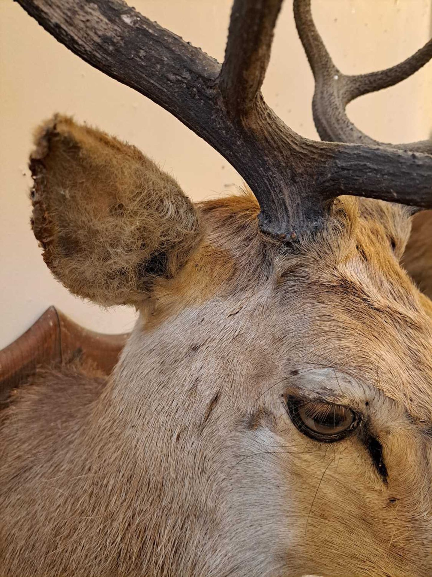 Taxidermy: Two red deer neck mounts on oak shields - Image 15 of 25