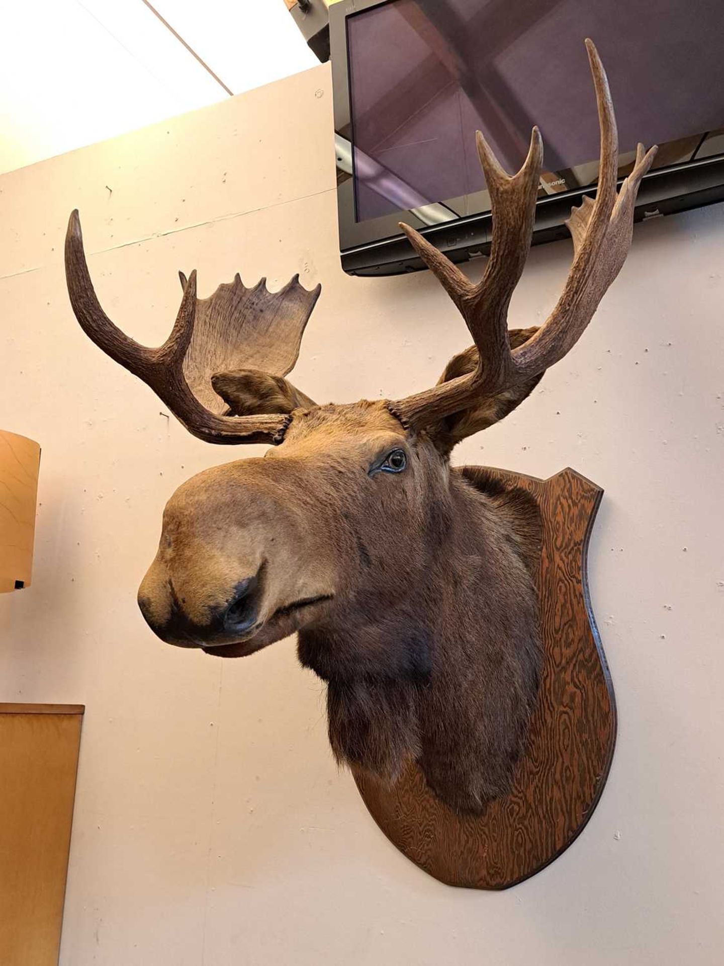 Taxidermy: Canadian moose - Image 5 of 23