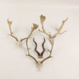 Three sets of skull-mounted fallow deer antlers