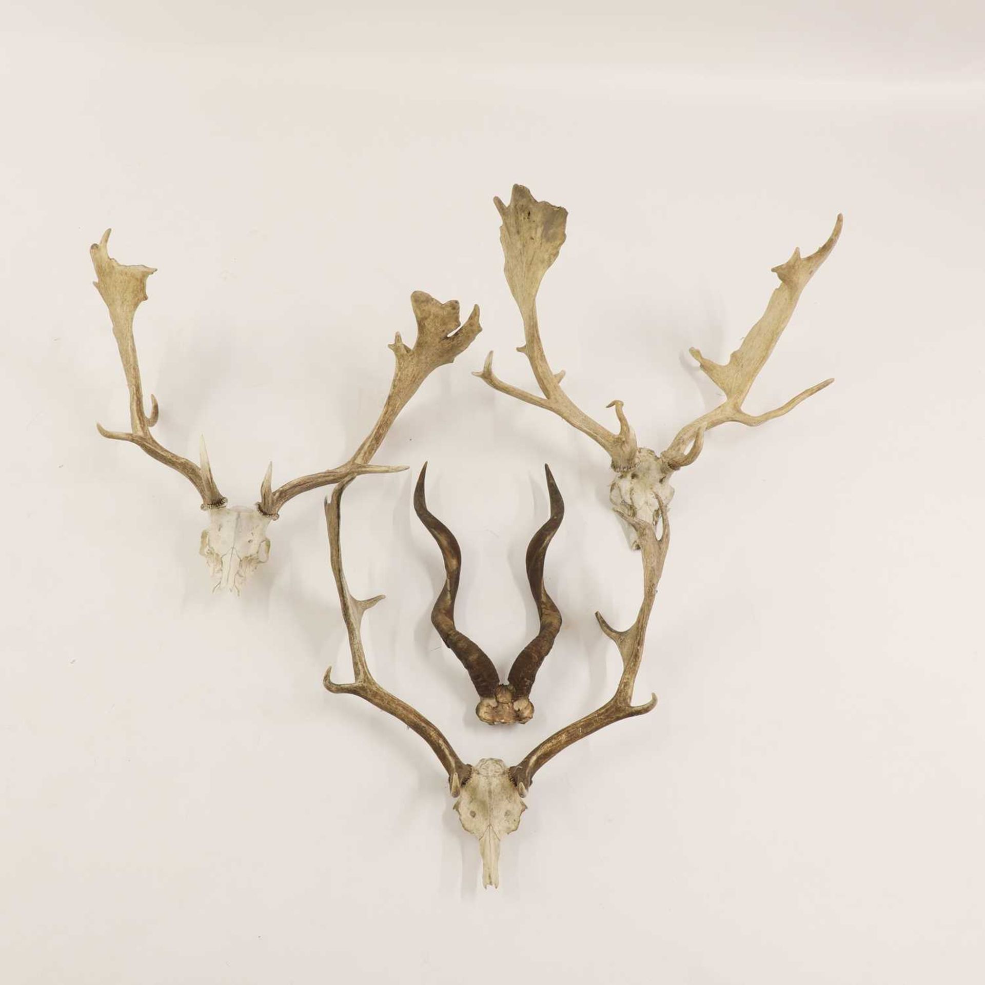 Three sets of skull-mounted fallow deer antlers