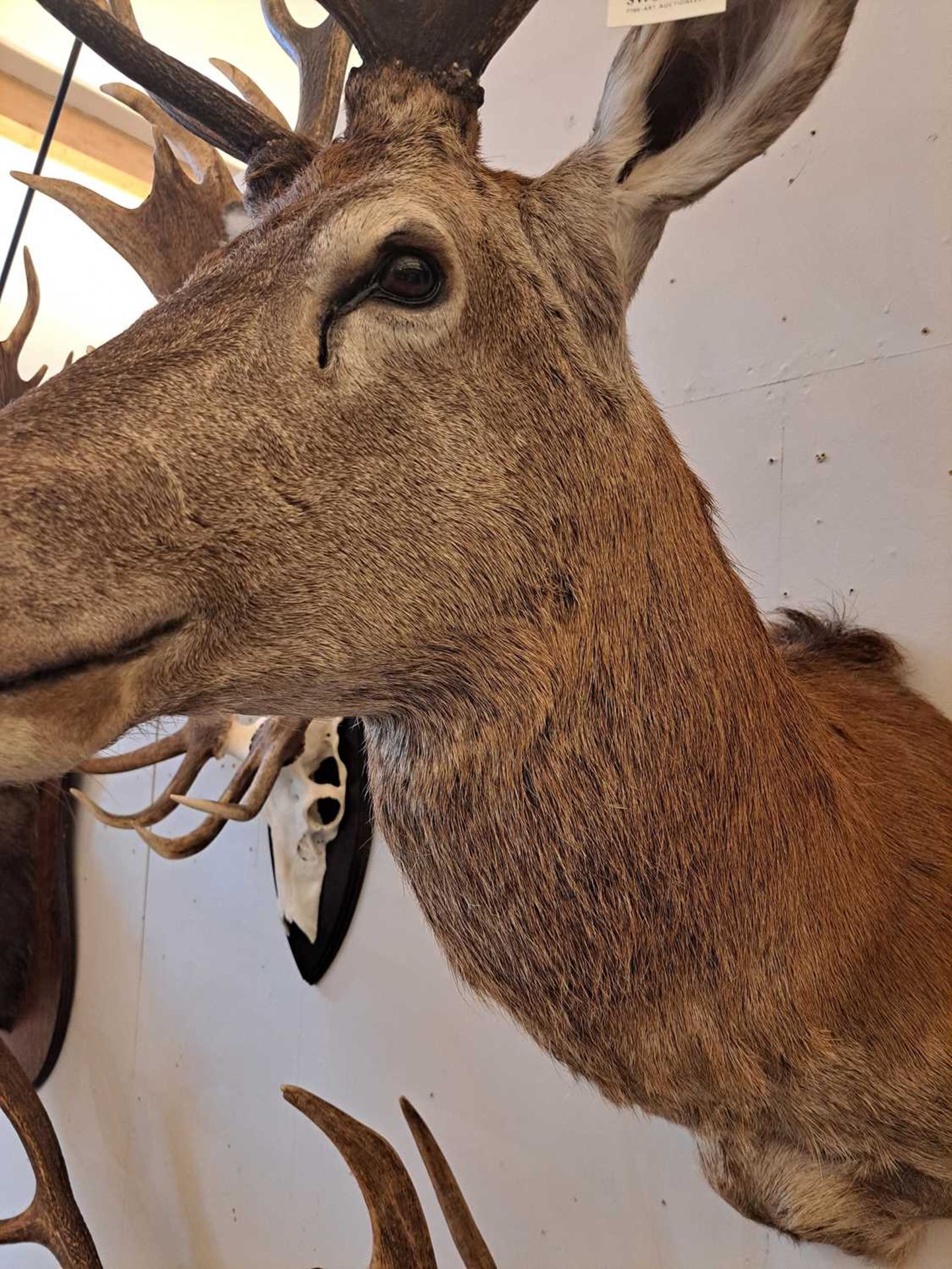 Taxidermy: Red deer - Bild 22 aus 22