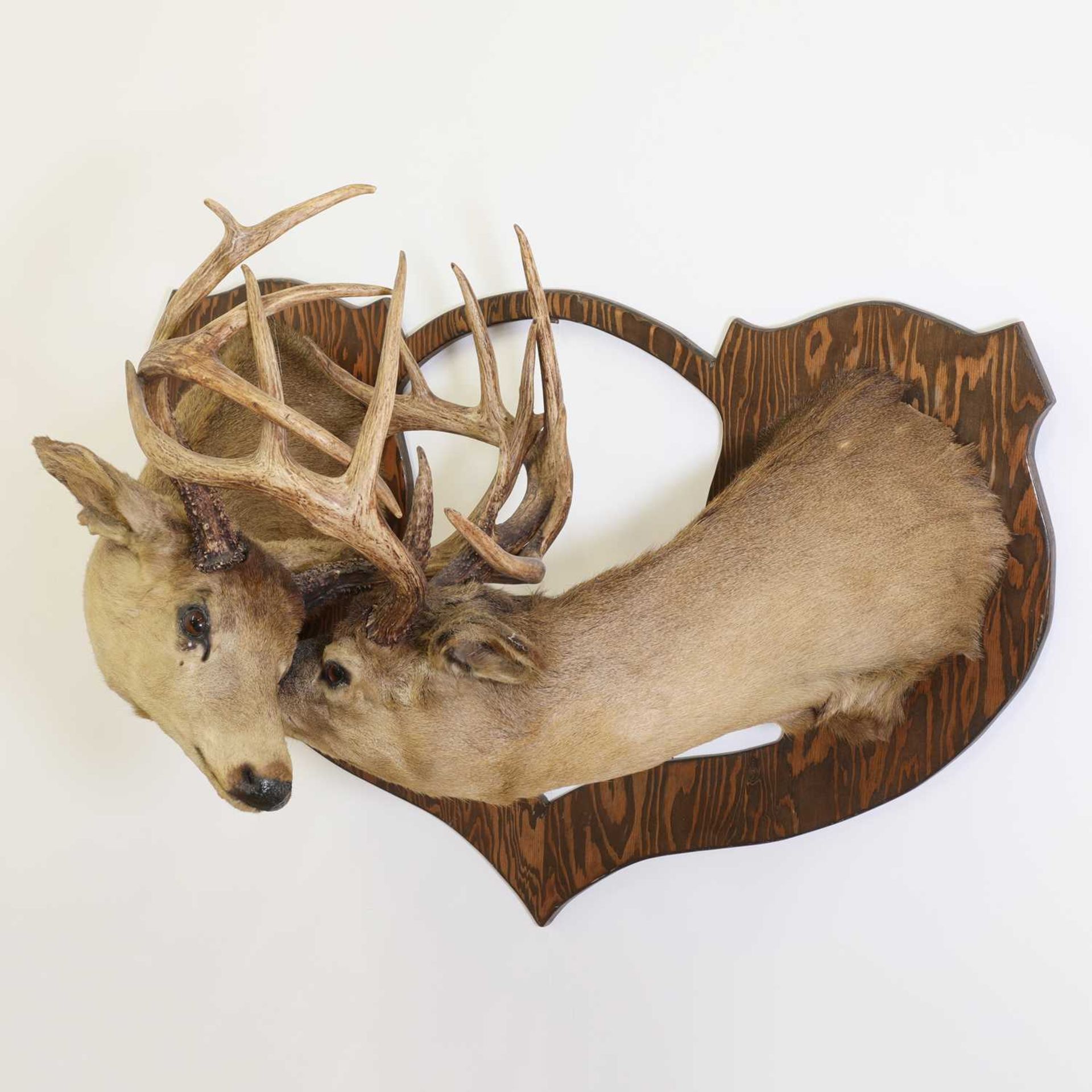 Taxidermy: Two Canadian white-tailed deer - Image 2 of 2