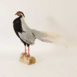 Taxidermy: A silver pheasant