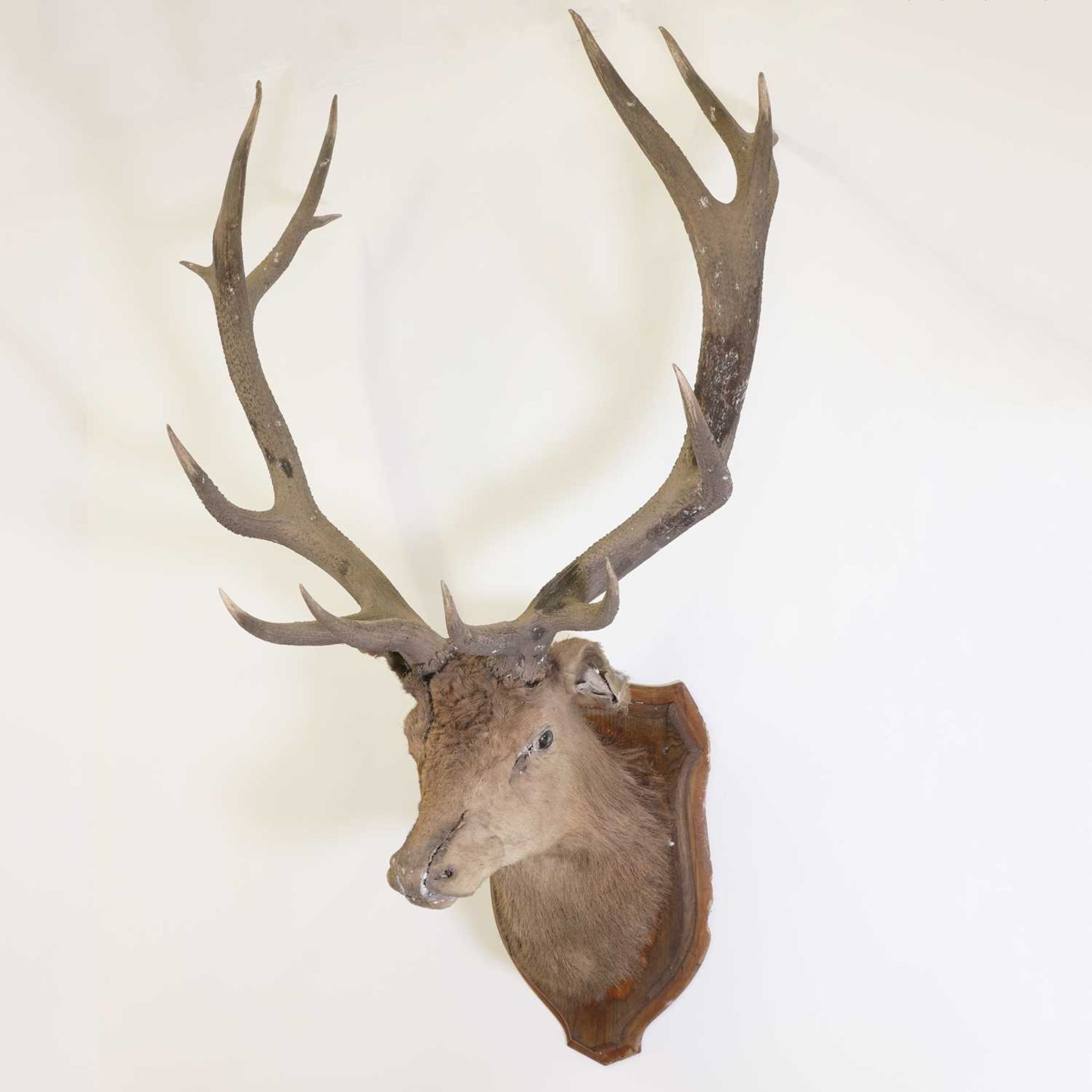 Taxidermy: A wapiti elk - Bild 2 aus 2