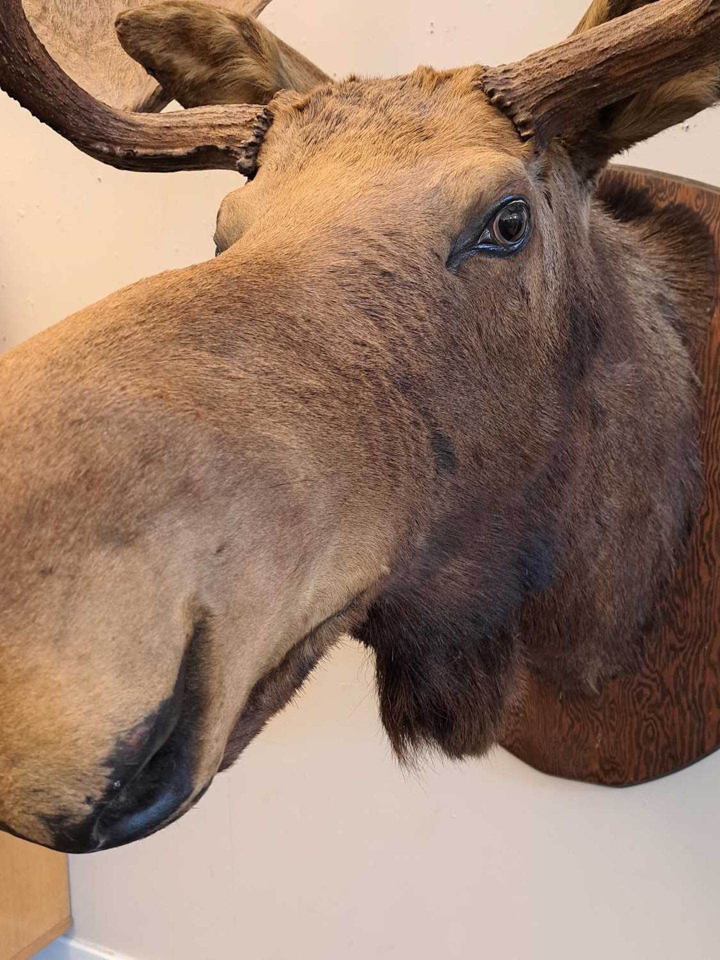 Taxidermy: Canadian moose - Image 12 of 23