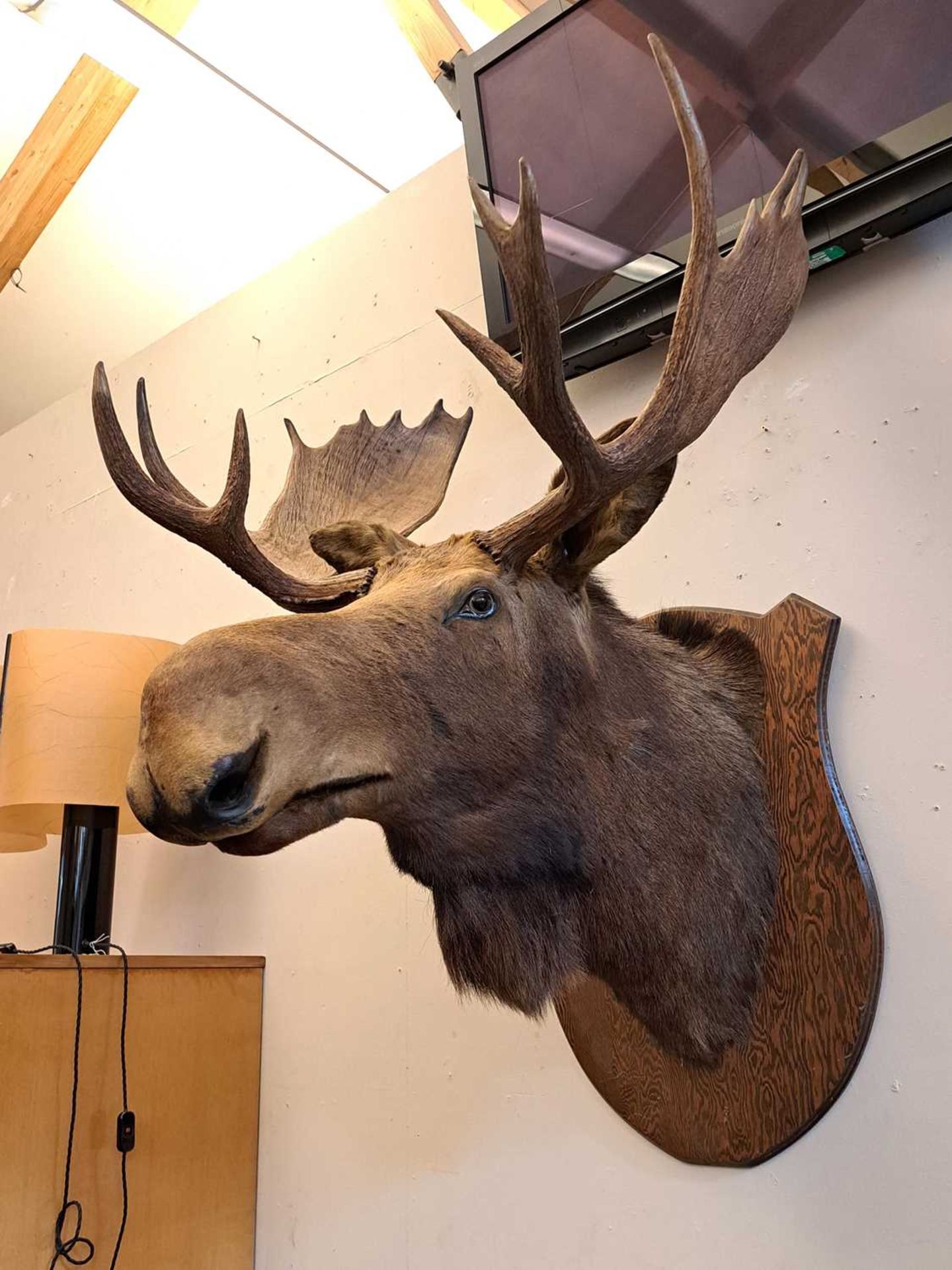 Taxidermy: Canadian moose - Image 6 of 23