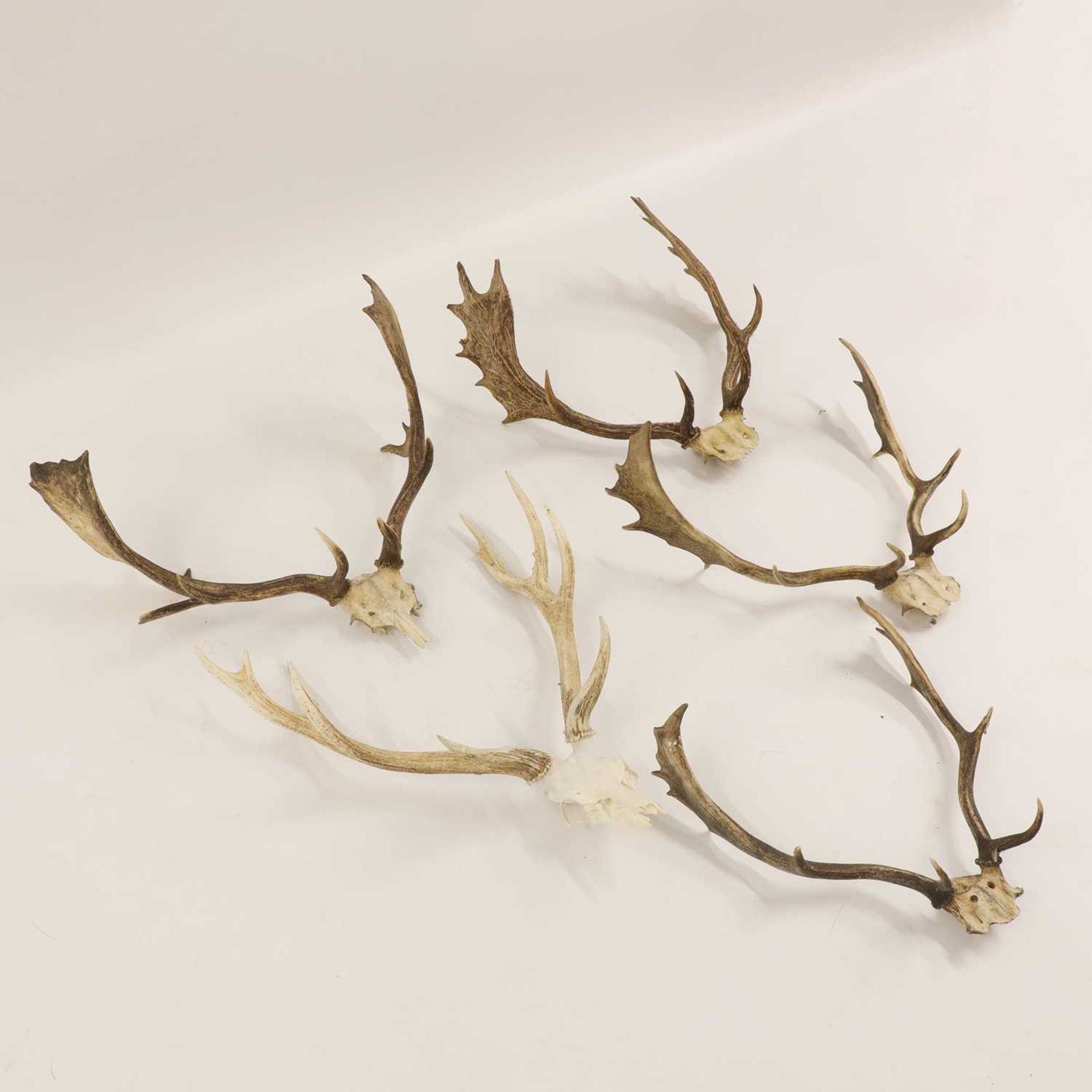 Five pairs of skull-mounted antlersfour fallow deer and one red deer - Image 2 of 2