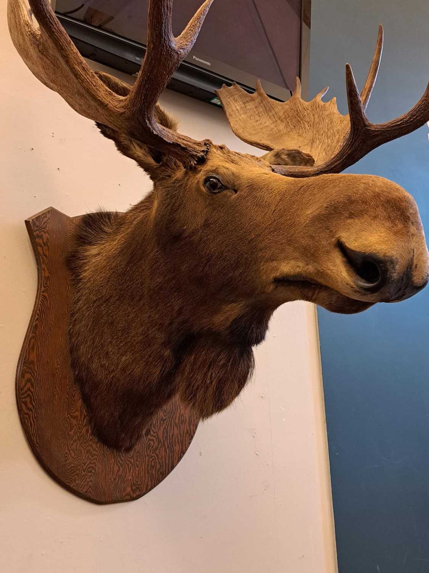 Taxidermy: Canadian moose - Image 4 of 23