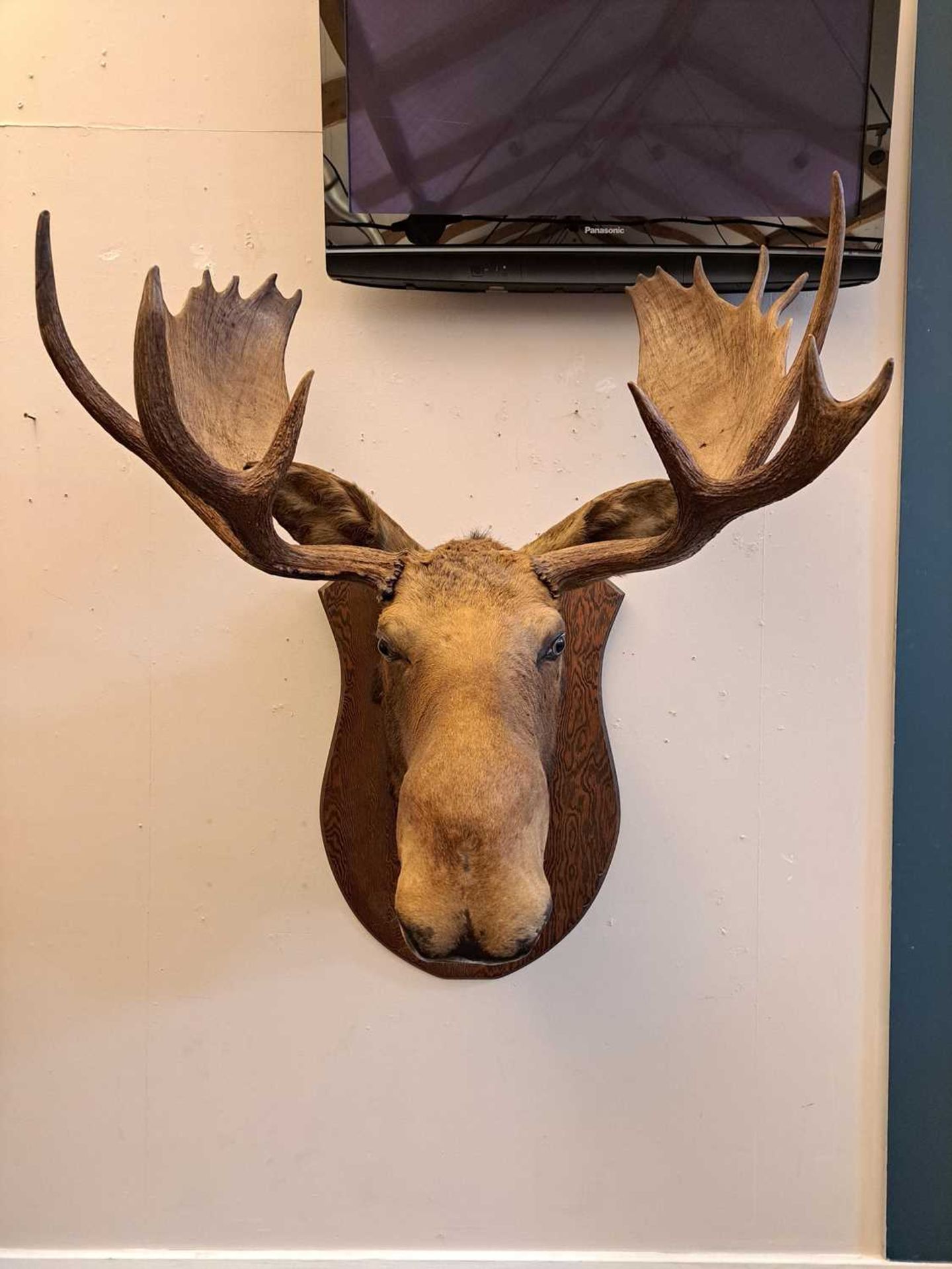 Taxidermy: Canadian moose - Image 10 of 23