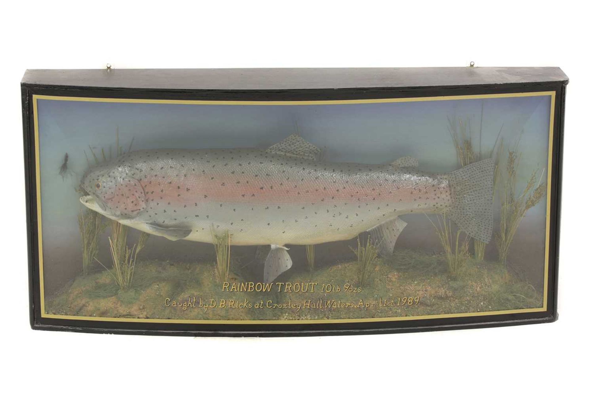 Taxidermy: A rainbow trout, by Peter Stone