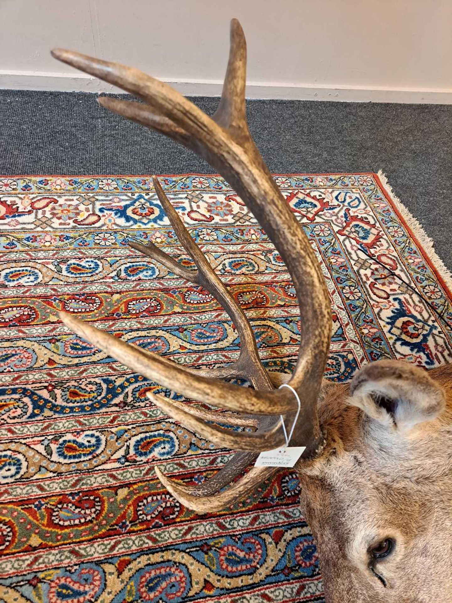 Taxidermy: Red deer - Bild 16 aus 22