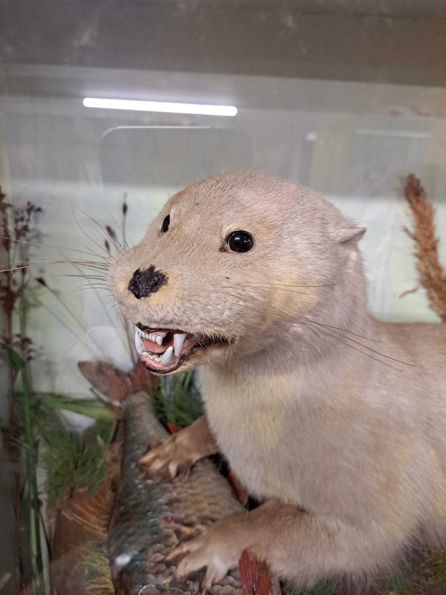 Taxidermy: Eurasian otter - Bild 10 aus 10