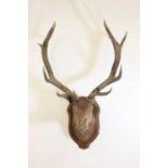 Taxidermy: A wapiti elk