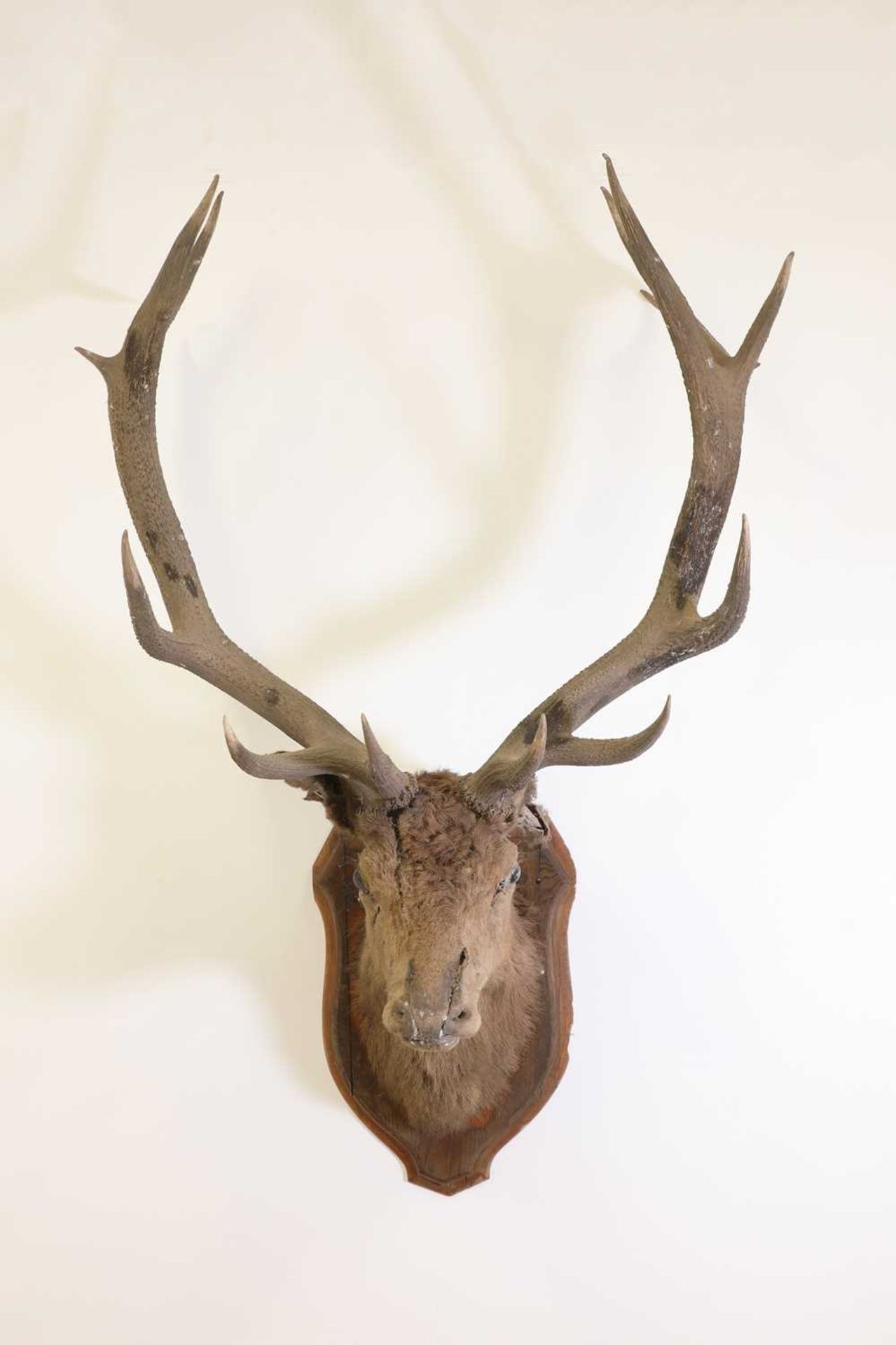 Taxidermy: A wapiti elk
