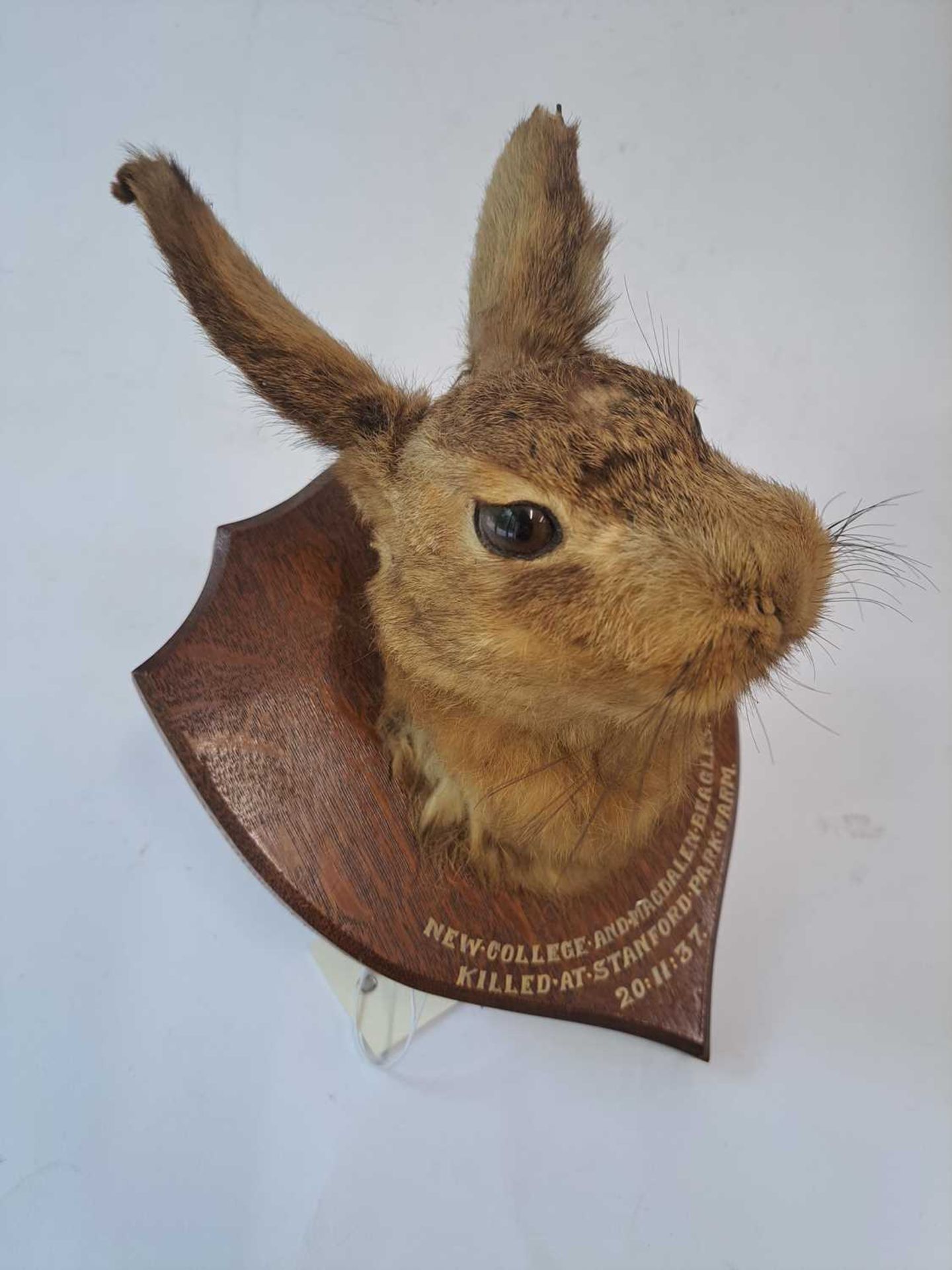 Taxidermy: A brown hare - Bild 12 aus 15