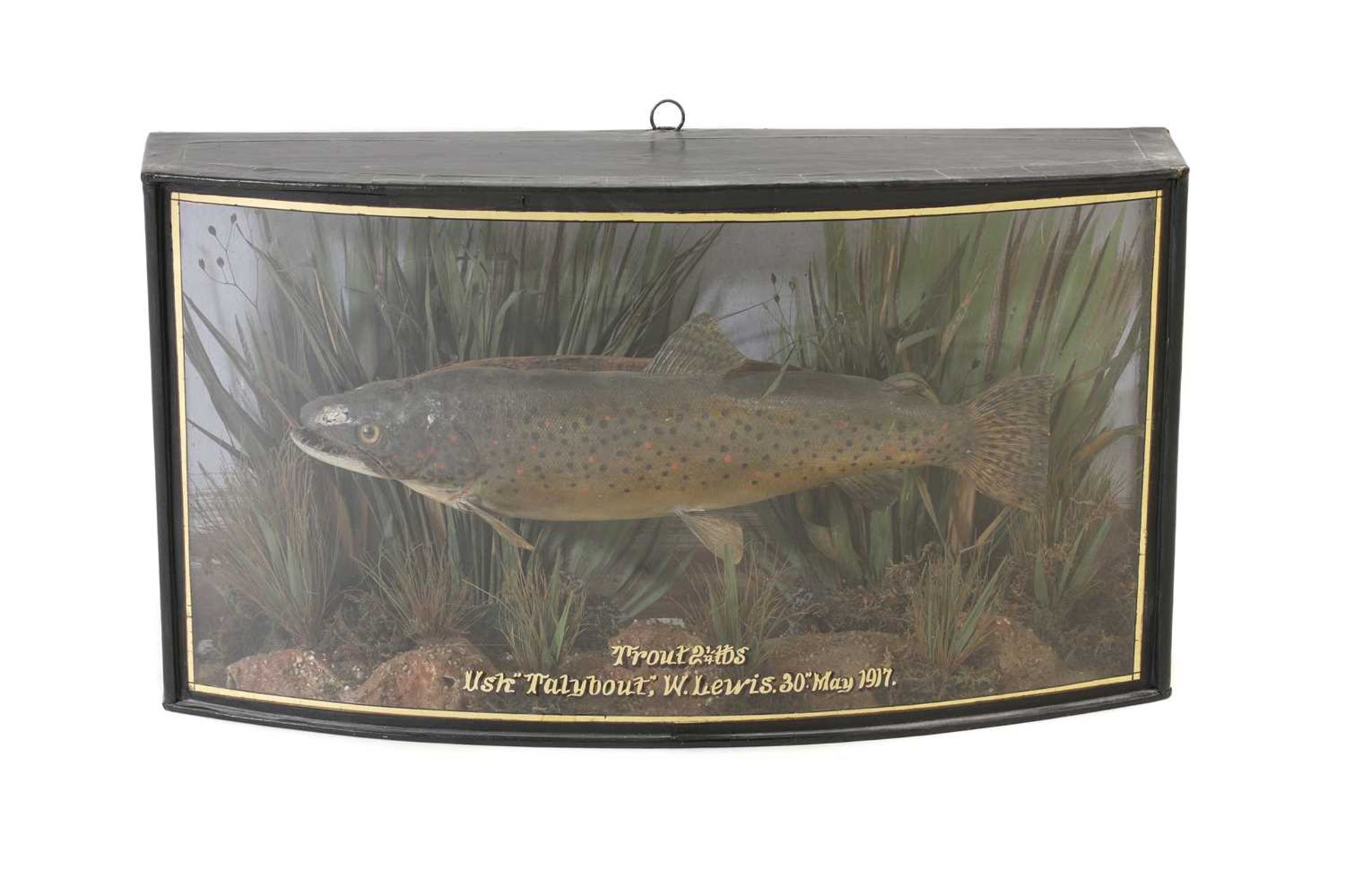 Taxidermy: Trout, Attributed to W F Homer