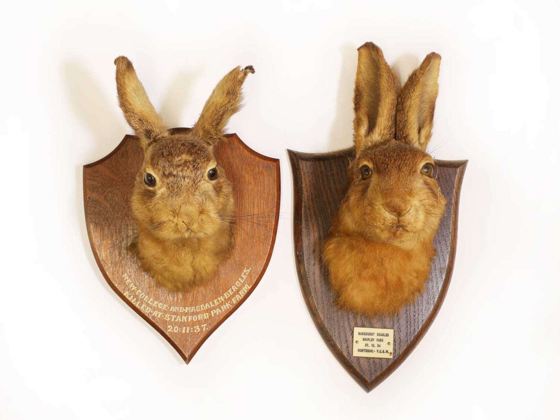 Taxidermy: A brown hare