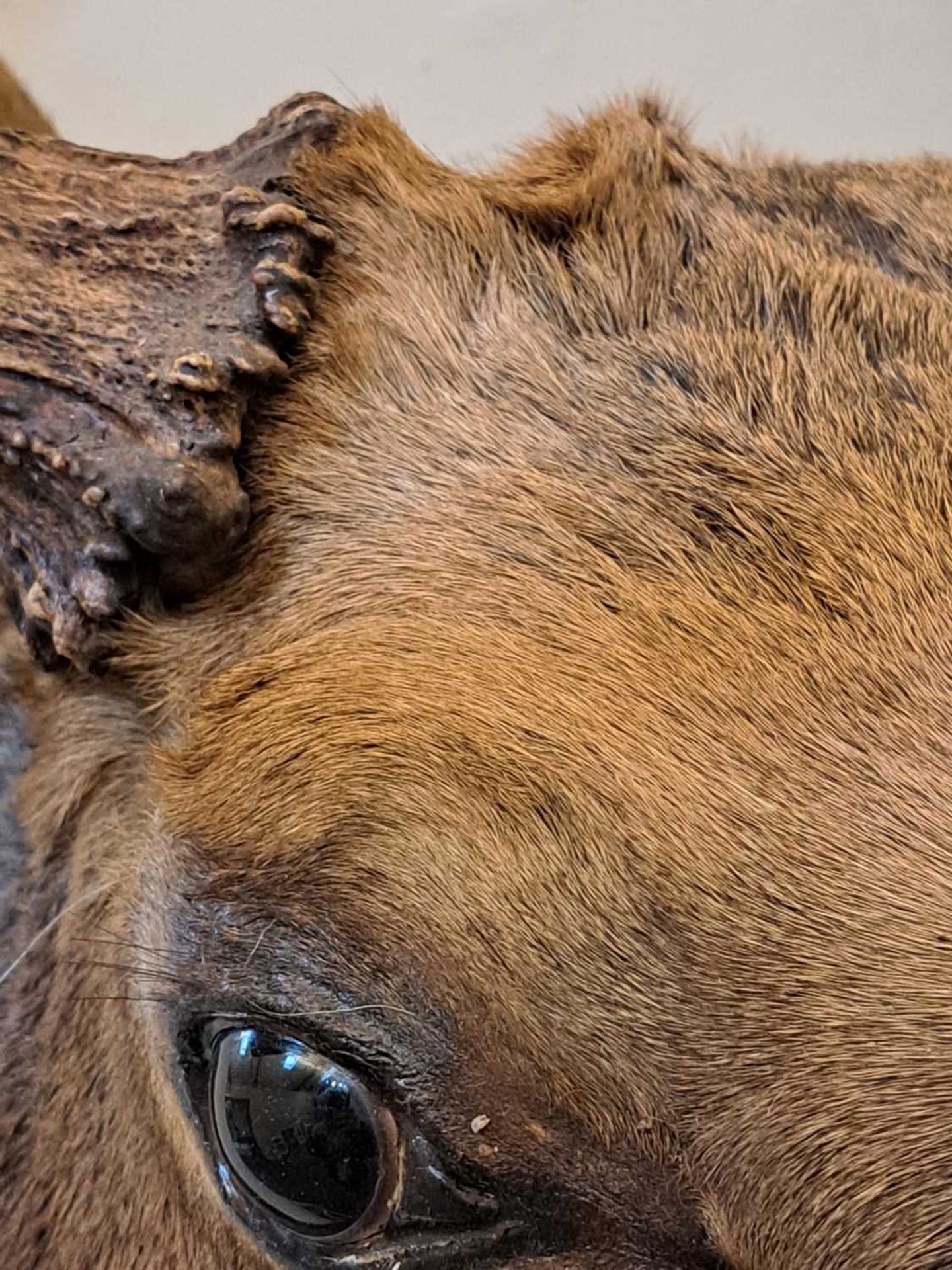 Taxidermy: Canadian moose - Bild 23 aus 23