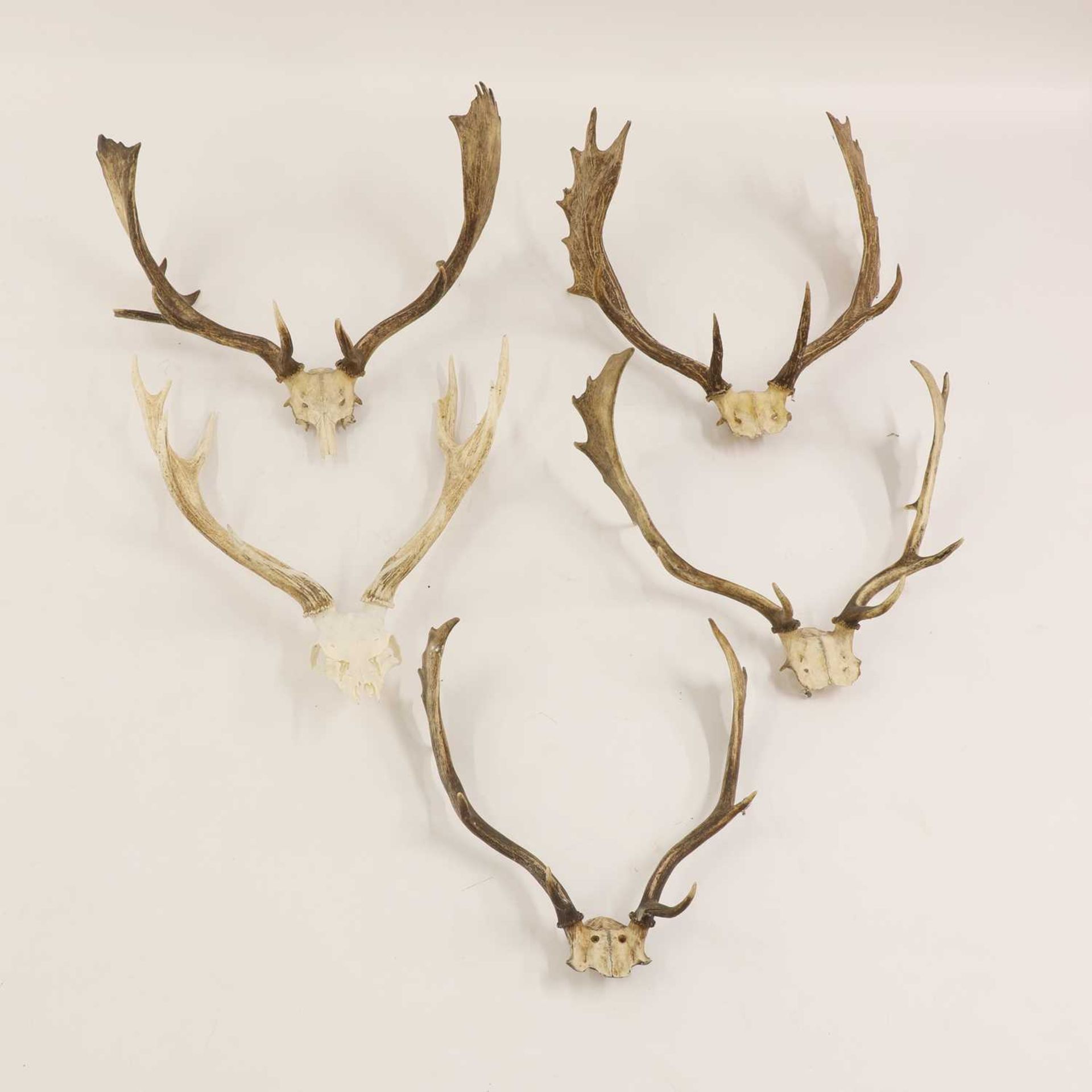 Five pairs of skull-mounted antlersfour fallow deer and one red deer