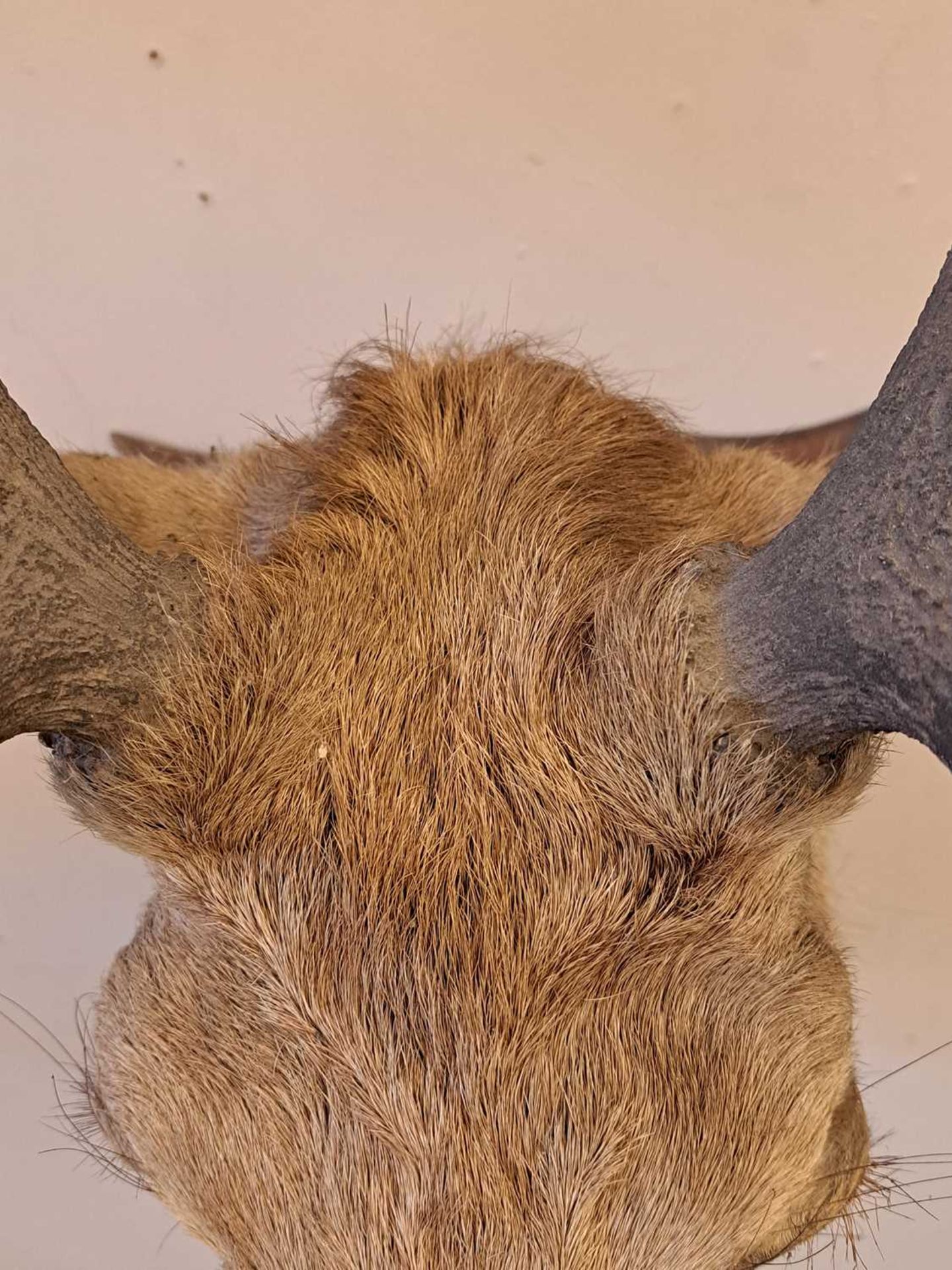 Taxidermy: Two red deer neck mounts on oak shields - Image 9 of 25