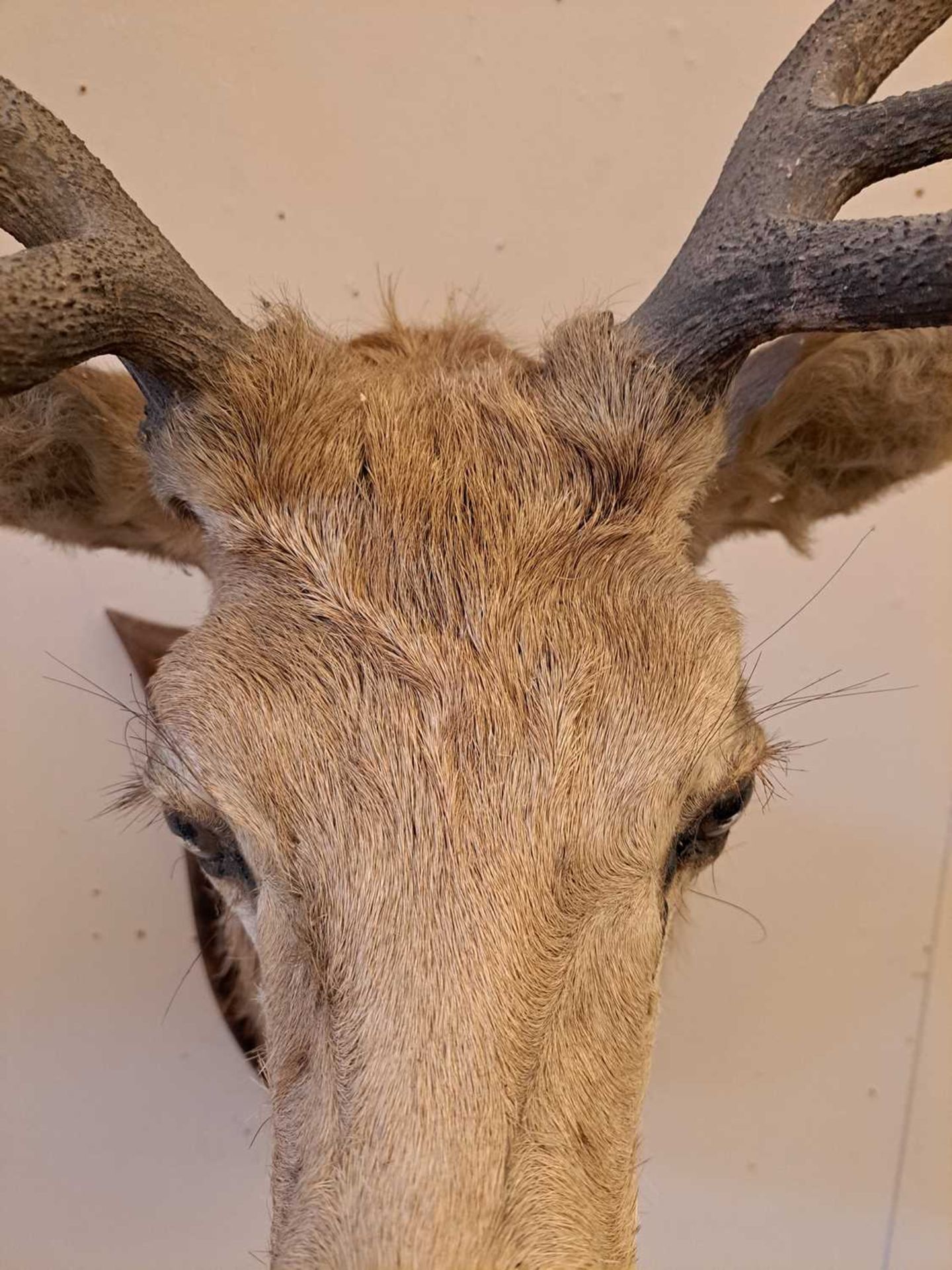 Taxidermy: Two red deer neck mounts on oak shields - Image 14 of 25