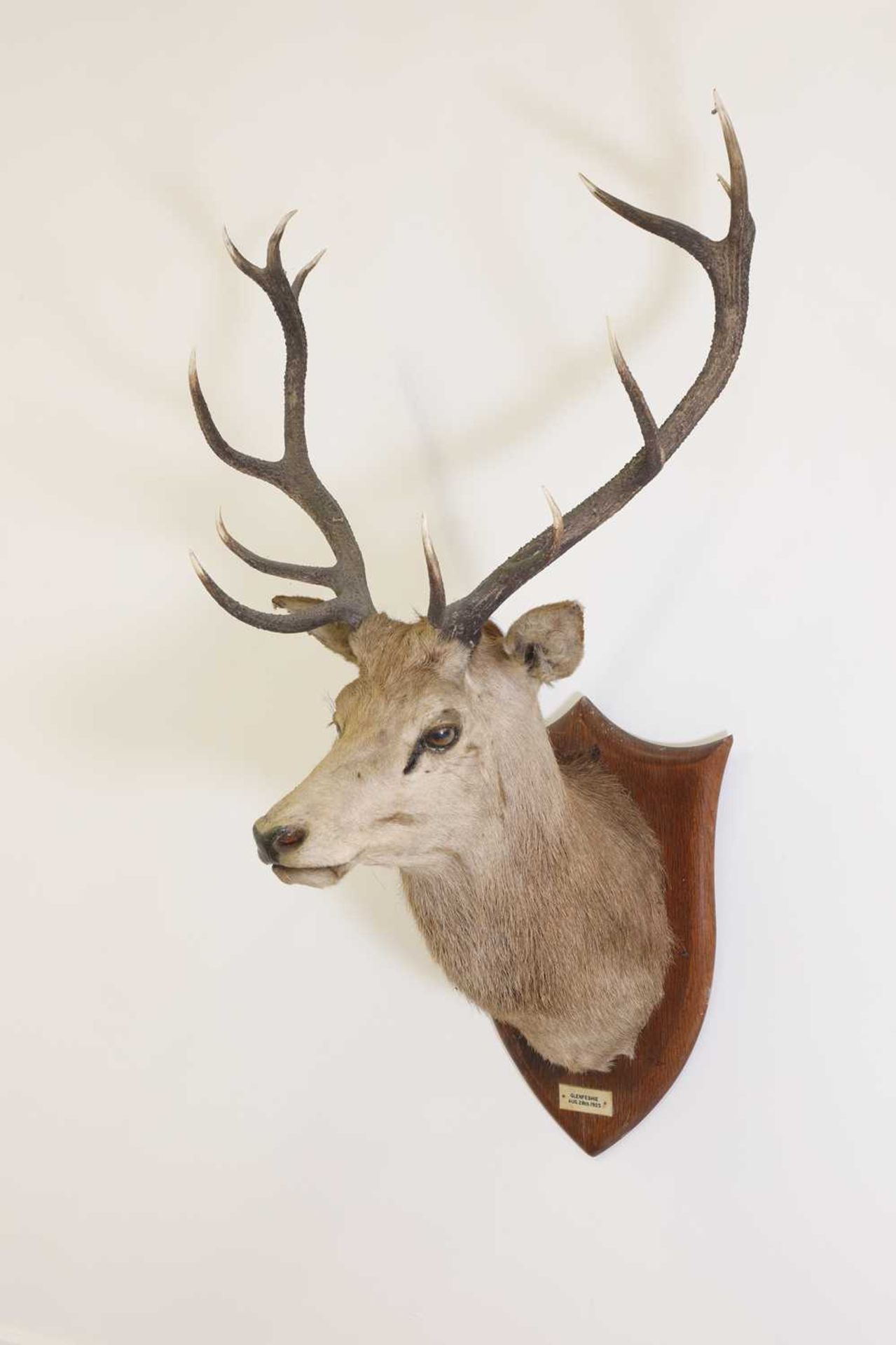 Taxidermy: Two red deer neck mounts on oak shields - Image 5 of 25