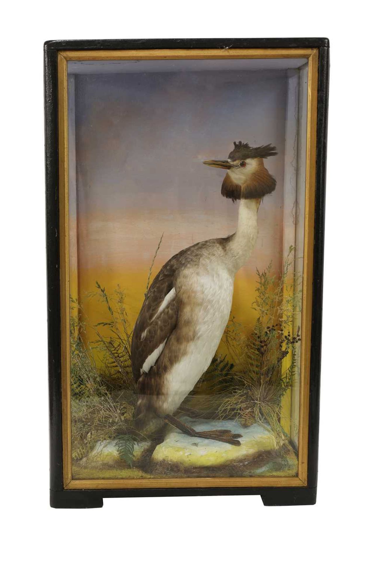 Taxidermy: A Victorian great-crested grebe